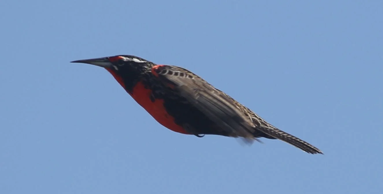 I loved his streamlined look when he flew.