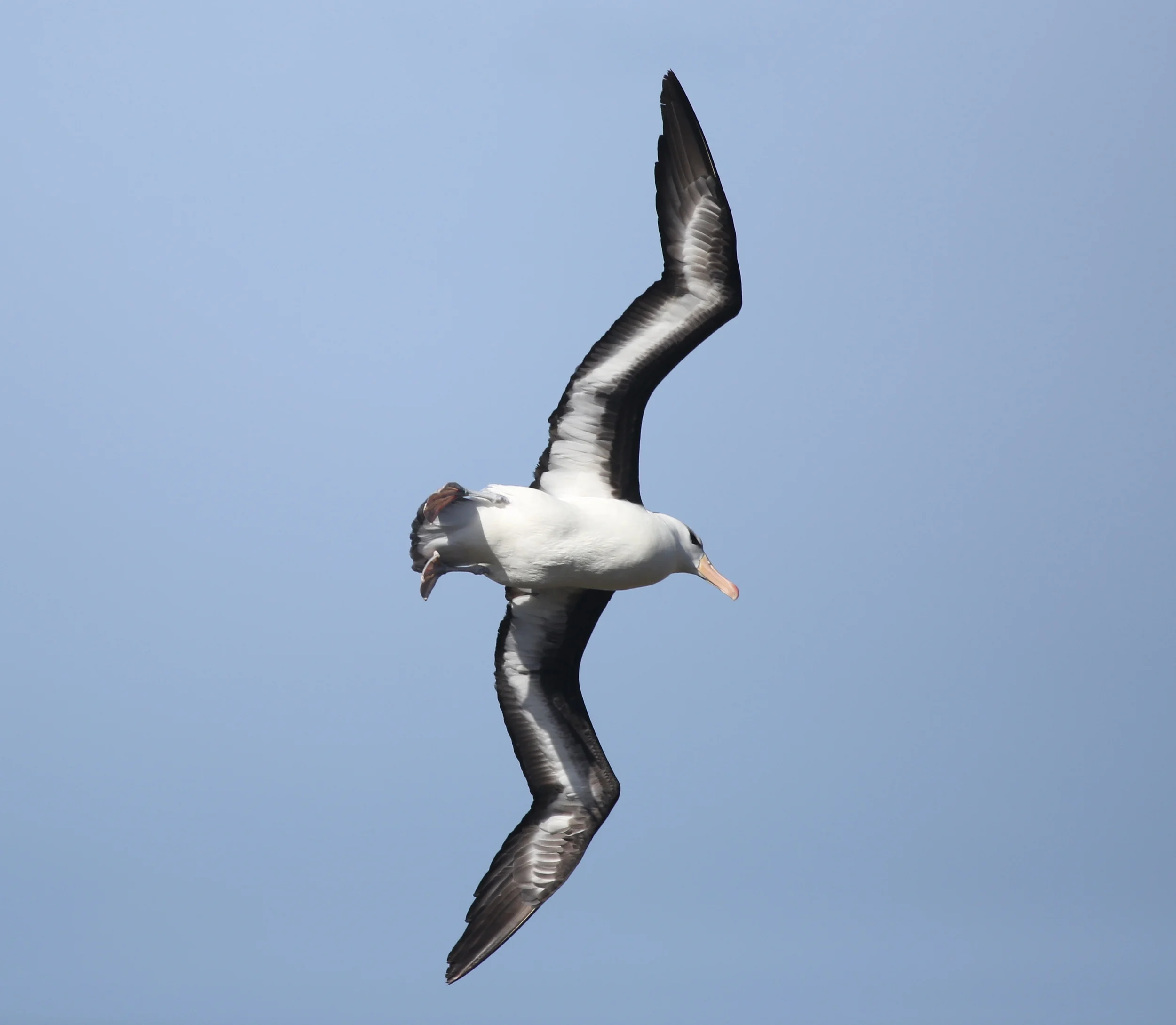 Like other albatrosses, the black-browed has been devastated by human fishing practices, specifically the use of longlines, whose multiple baited hooks attract the birds. These lines, which can be miles long, are dragged near the surface to catch big fish such as tuna and swordfish but end up snagging and drowning large numbers of albatrosses (and sea turtles and other ocean animals) as well. The fishing industry has tried to come up with ways to reduce the albatross kill, but by a decade ago 17 of the world's 24 albatross species were in danger of extinction. The black-browed albatross population in the Falklands has dropped by 67 percent since 1950. 