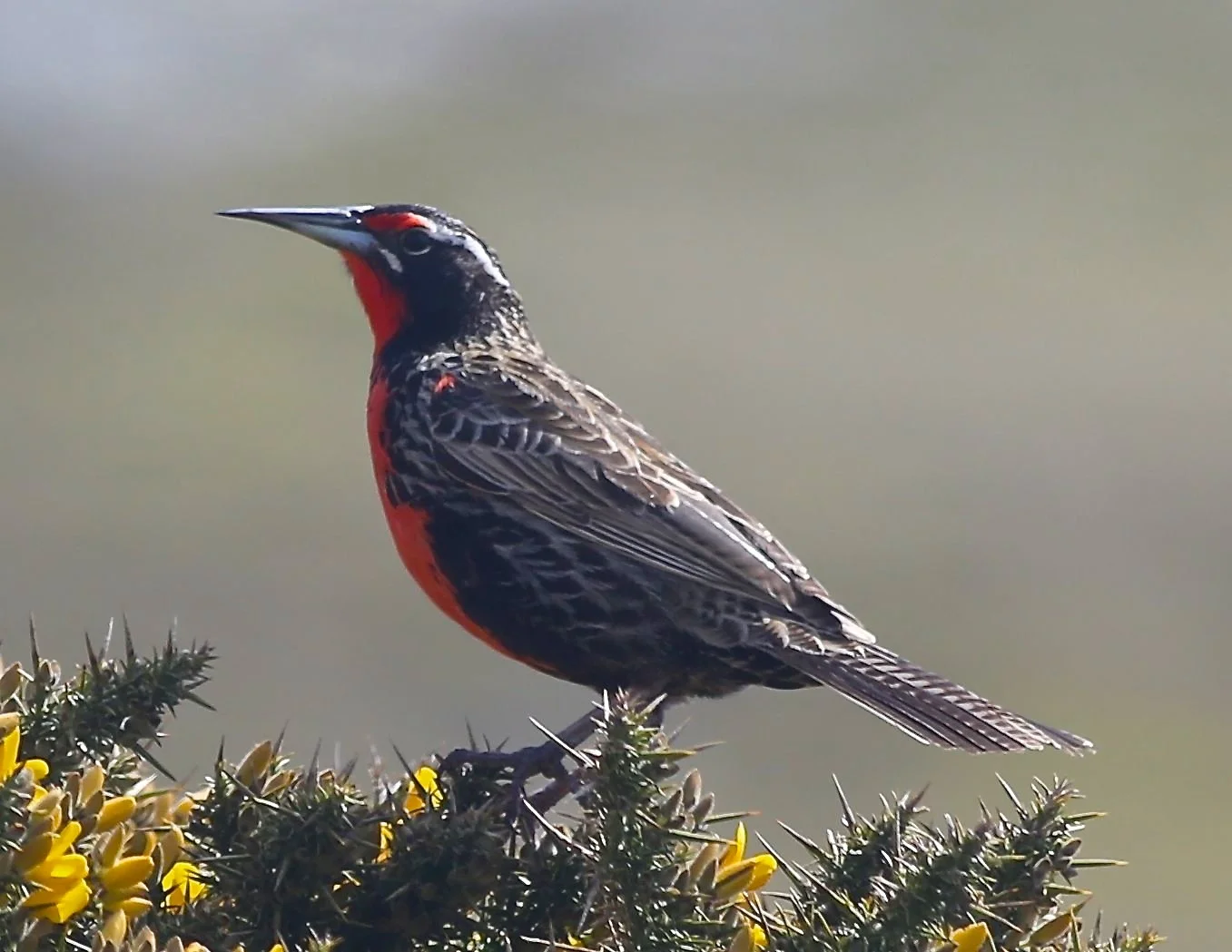 Along the way a long-tailed meadowlark flew to and fro, plucking insects from a patch of gorse. 