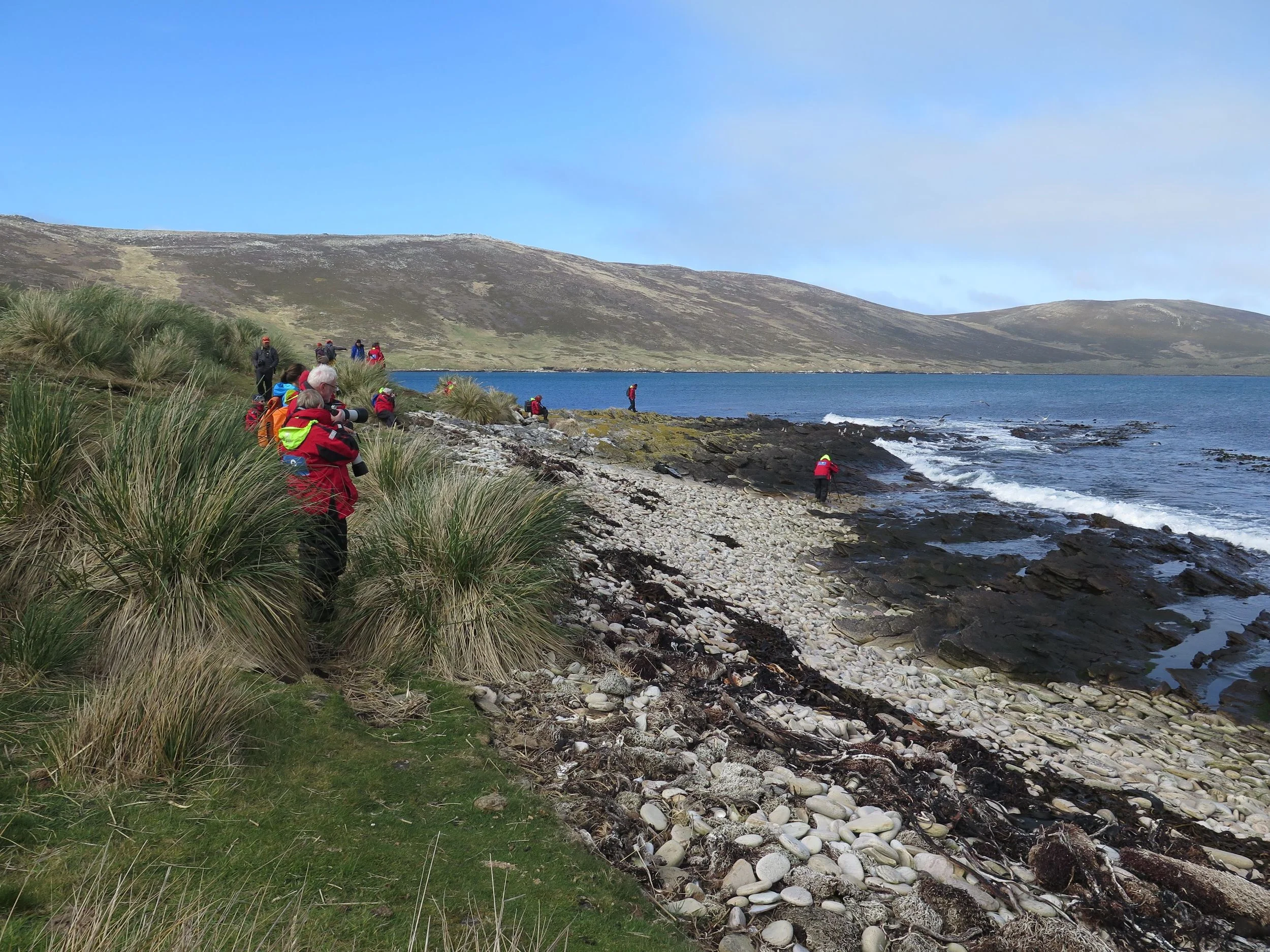 We roamed the tussock grass and rocky shore of Carcass Island, where in a remarkable stretch of just 100 yards we watched 15 species of birds flying, swimming, resting, feeding and nesting.