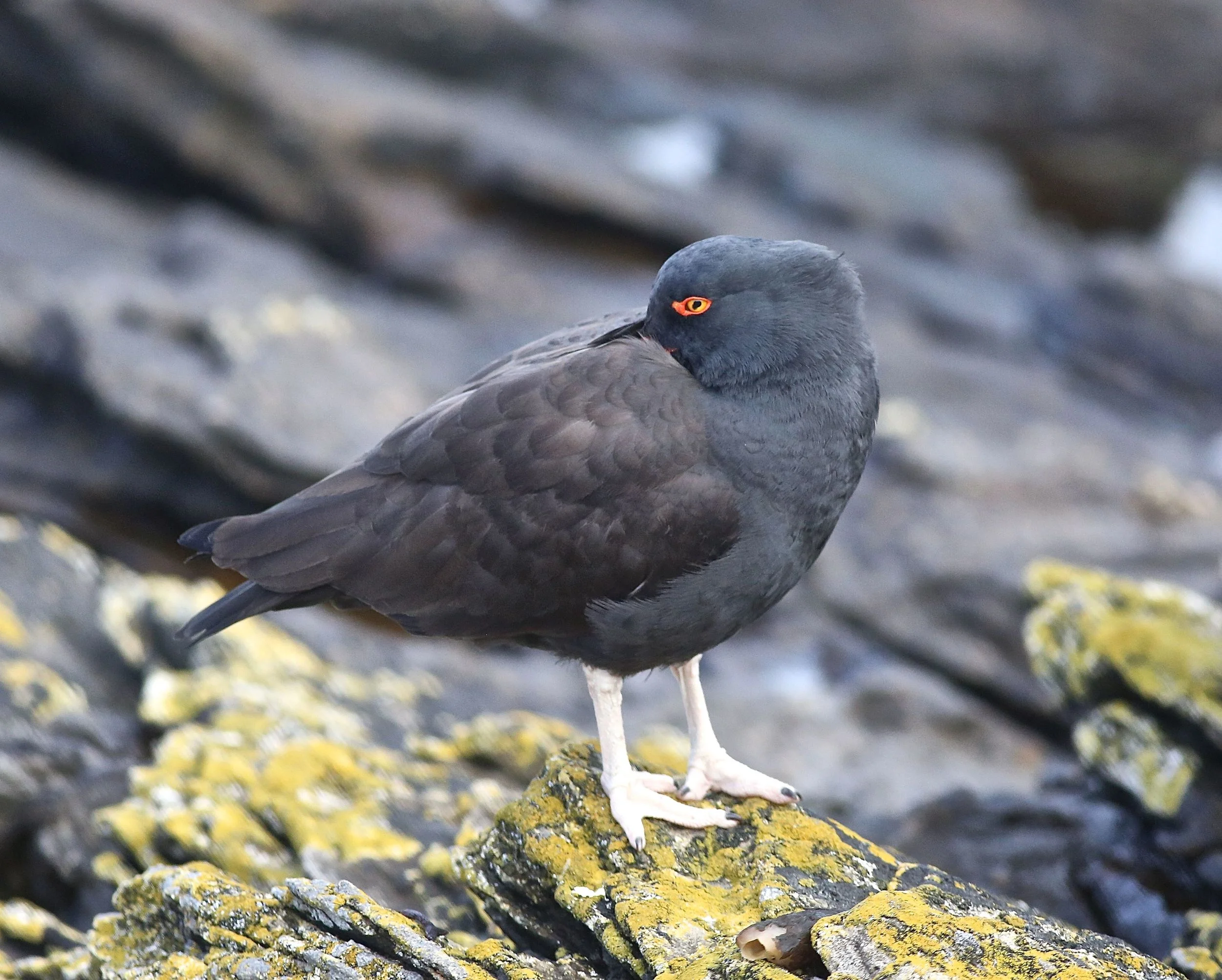 A blackish oystercatcher posed coyly...
