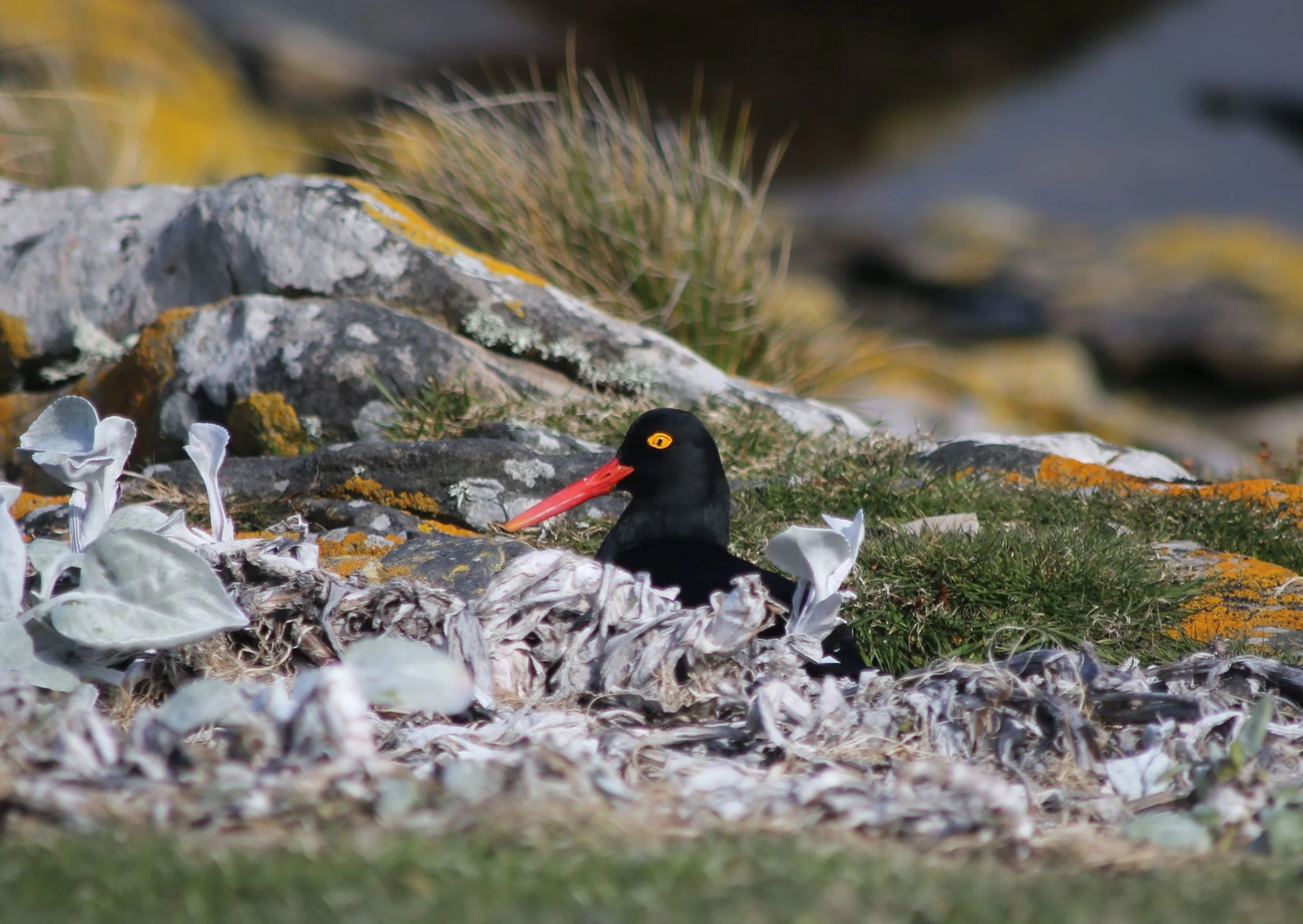 One Magellanic oystercatcher perched on her nest in front of us—unless it was a fake nest. Magellanic oystercatchers sometimes try to draw attention from their actual nest by sitting elsewhere and pretending that that's their nest. (I think this nest was the real deal.)