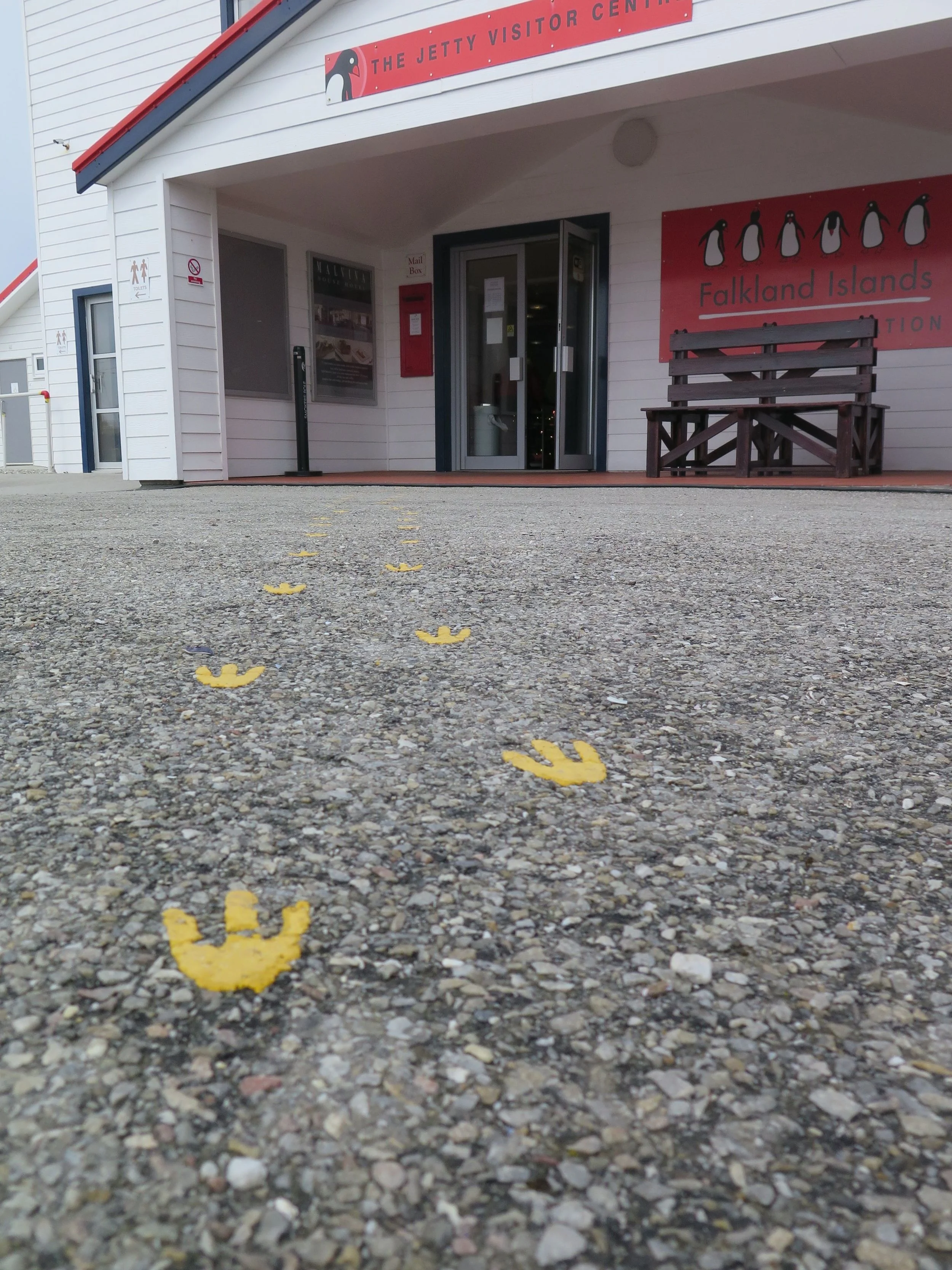 In Stanley all penguin tracks lead to the visitors' center...
