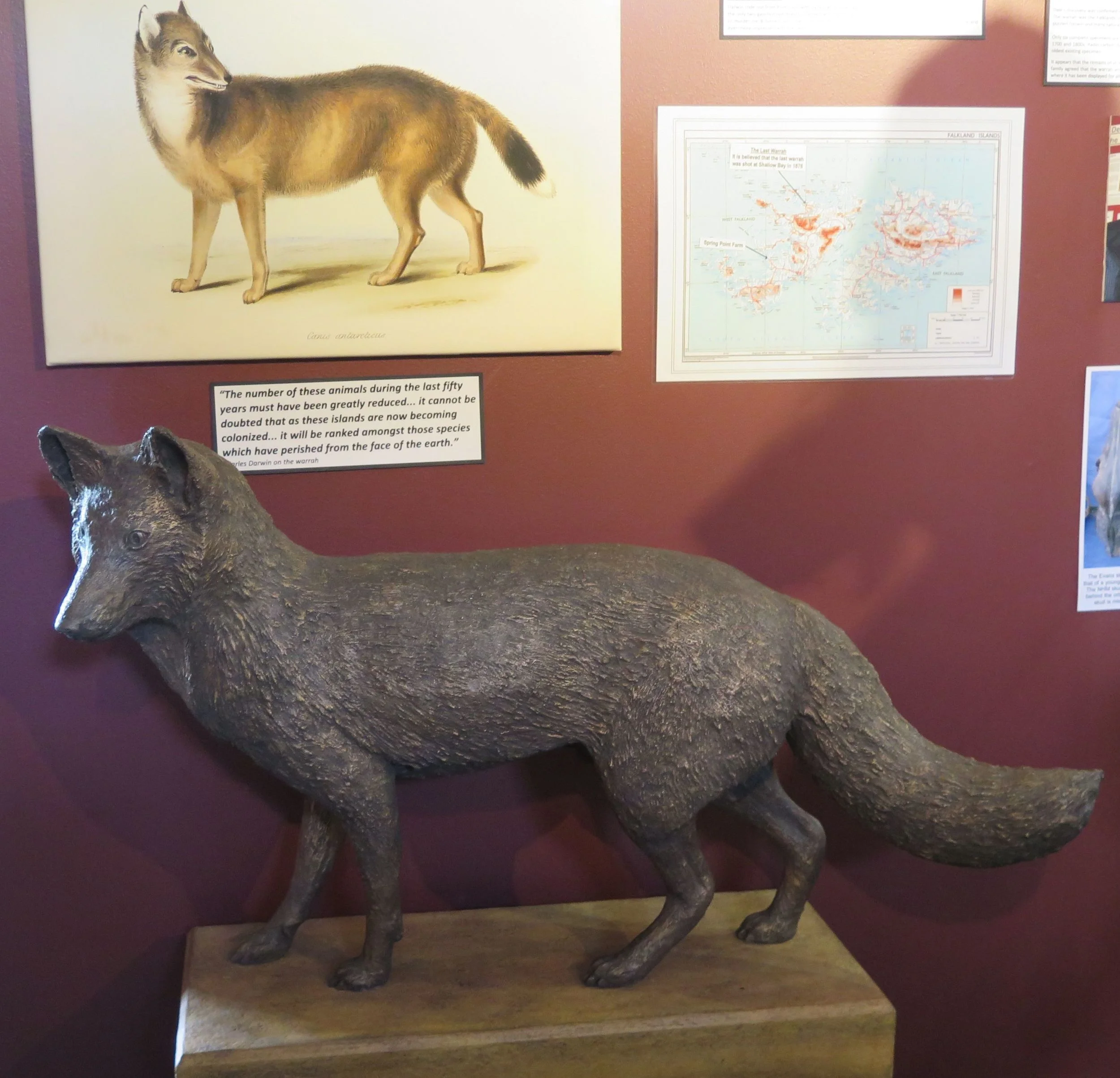 The only land mammal native to the Falklands was a type of canid called a warrah (also known as a Falkland Islands wolf, Falkland Islands dog or Falkland Islands fox). Warrahs were extensively hunted for their fur and poisoned by Falklands farmers who feared that the canids would kill their sheep. The last one died in 1876, giving warrahs the unfortunate distinction of being the first known canid species to go extinct in historical (as opposed to prehistoric) times. During his visit to the Falklands in the 1830s, Charles Darwin wrote prophetically, "It will be ranked among those species which have perished from the face of the Earth." All that's left now is this statue in the Stanley museum.
