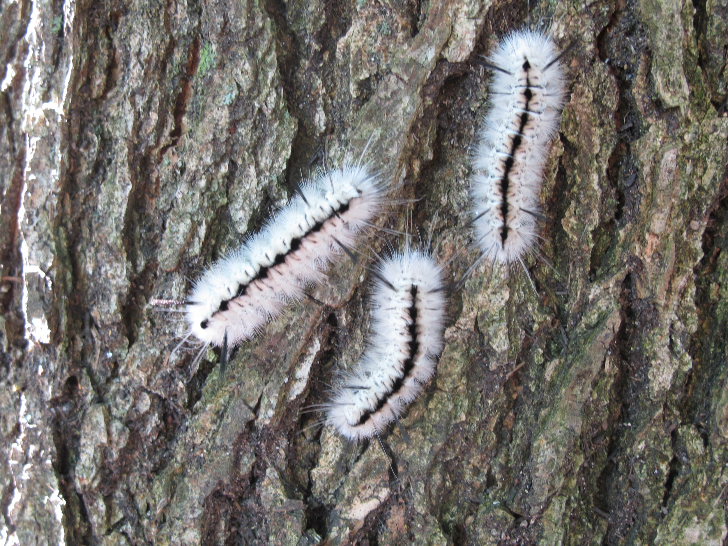 About a dozen of these white hickory tussock moth caterpillars were on the trunk of an oak tree. This type of caterpillar has been growing in number in Maine. Be forewarned if you see one: Touching its hairs can cause an allergic reaction.