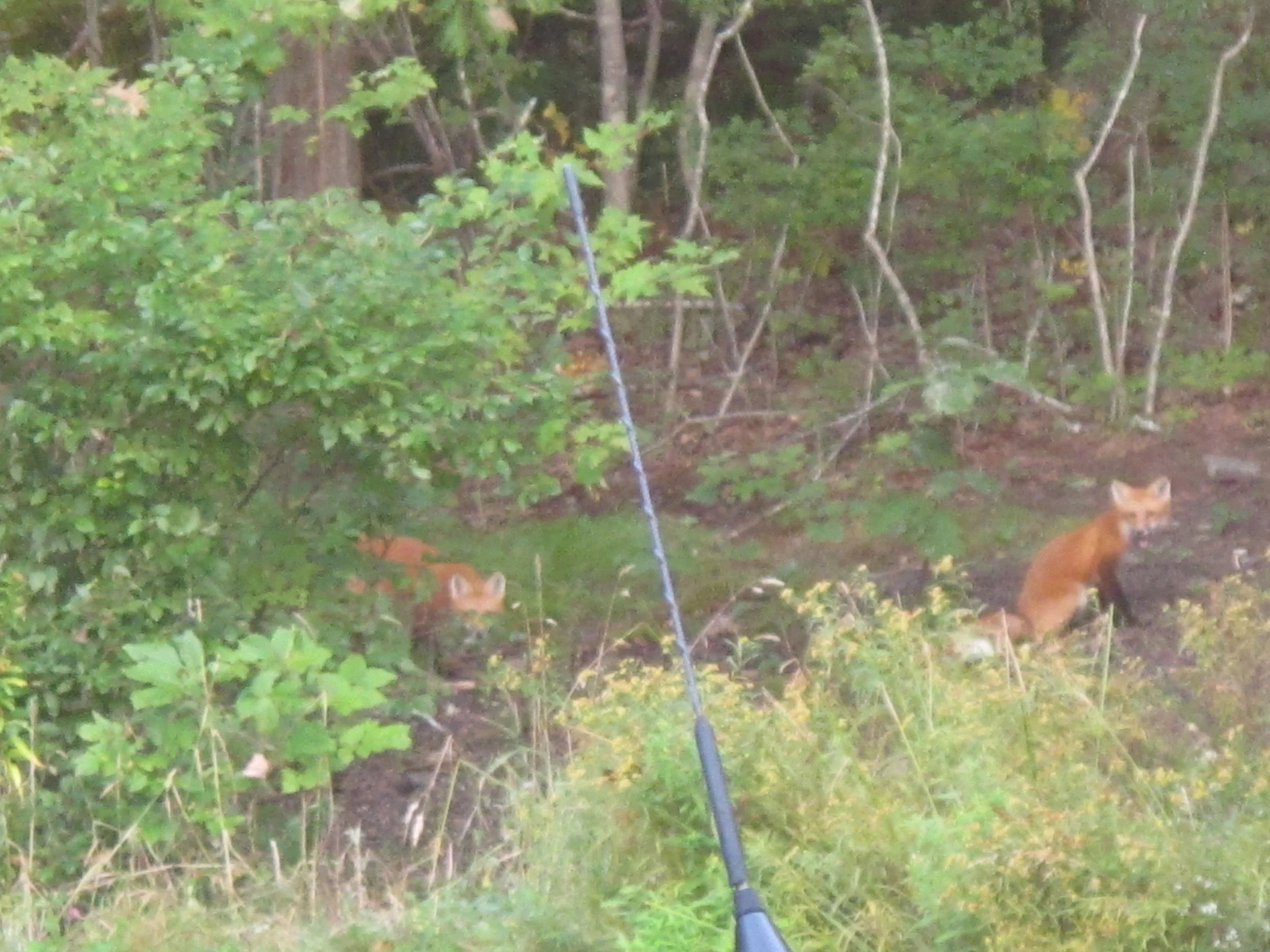 This morning we looked outside at 6:30 and saw a pair of young foxes. We’ve seen fox kits here in mid-September for several years.