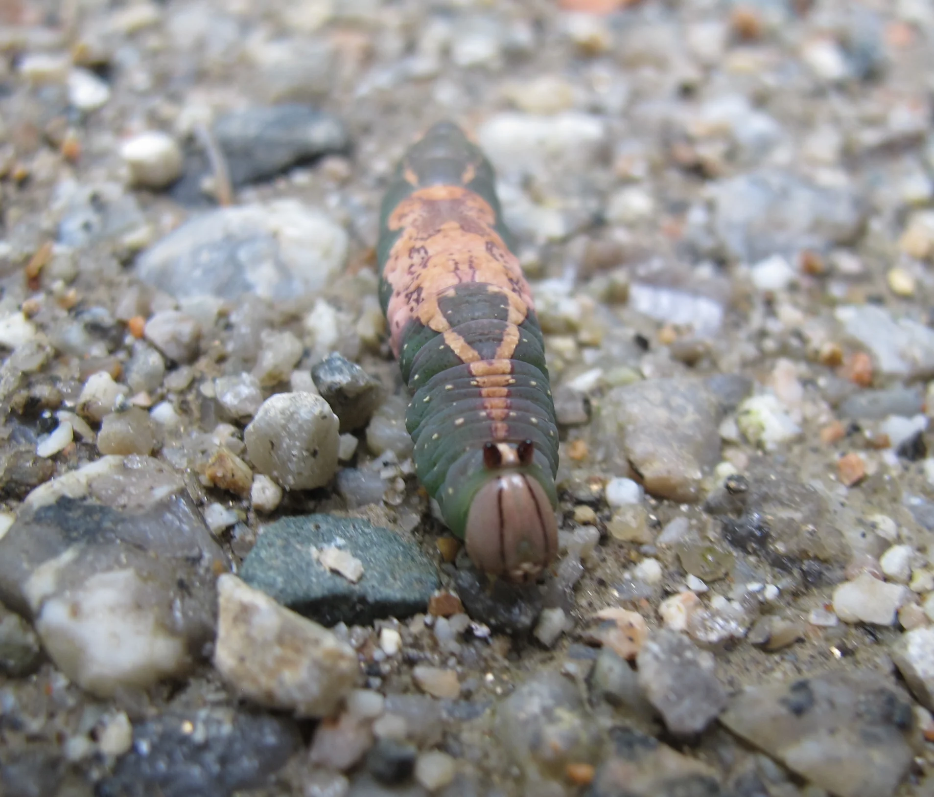 Doesn’t this caterpillar look a bit like a hippo? Pamelia and I found it marching across our dirt road. I couldn’t find it in my caterpillar field guide. Any thoughts on what type it is? It has evolved a wonderful camouflage to hide in leaves.