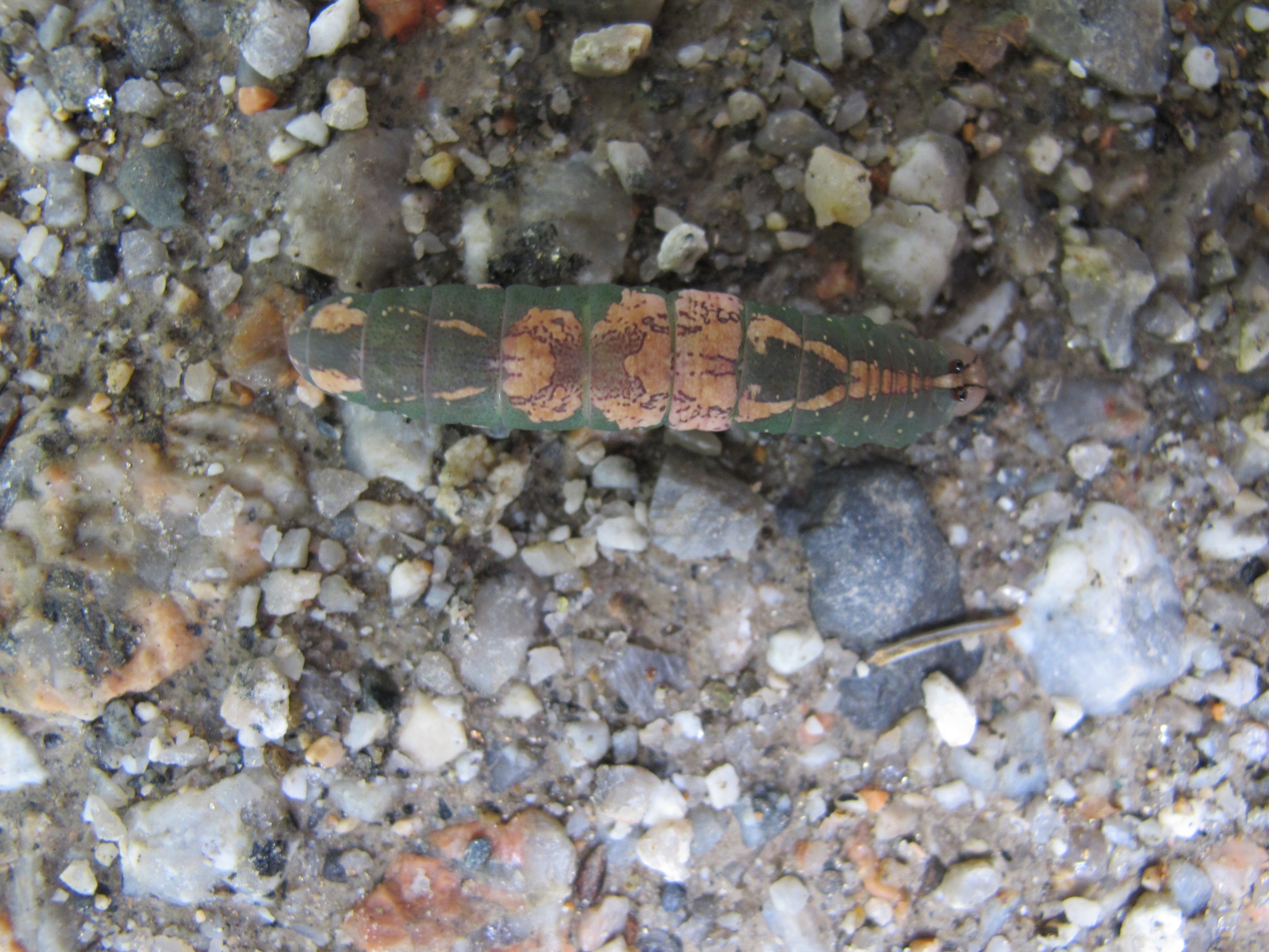 A top view of the same caterpillar. The design itself looks like an insect.