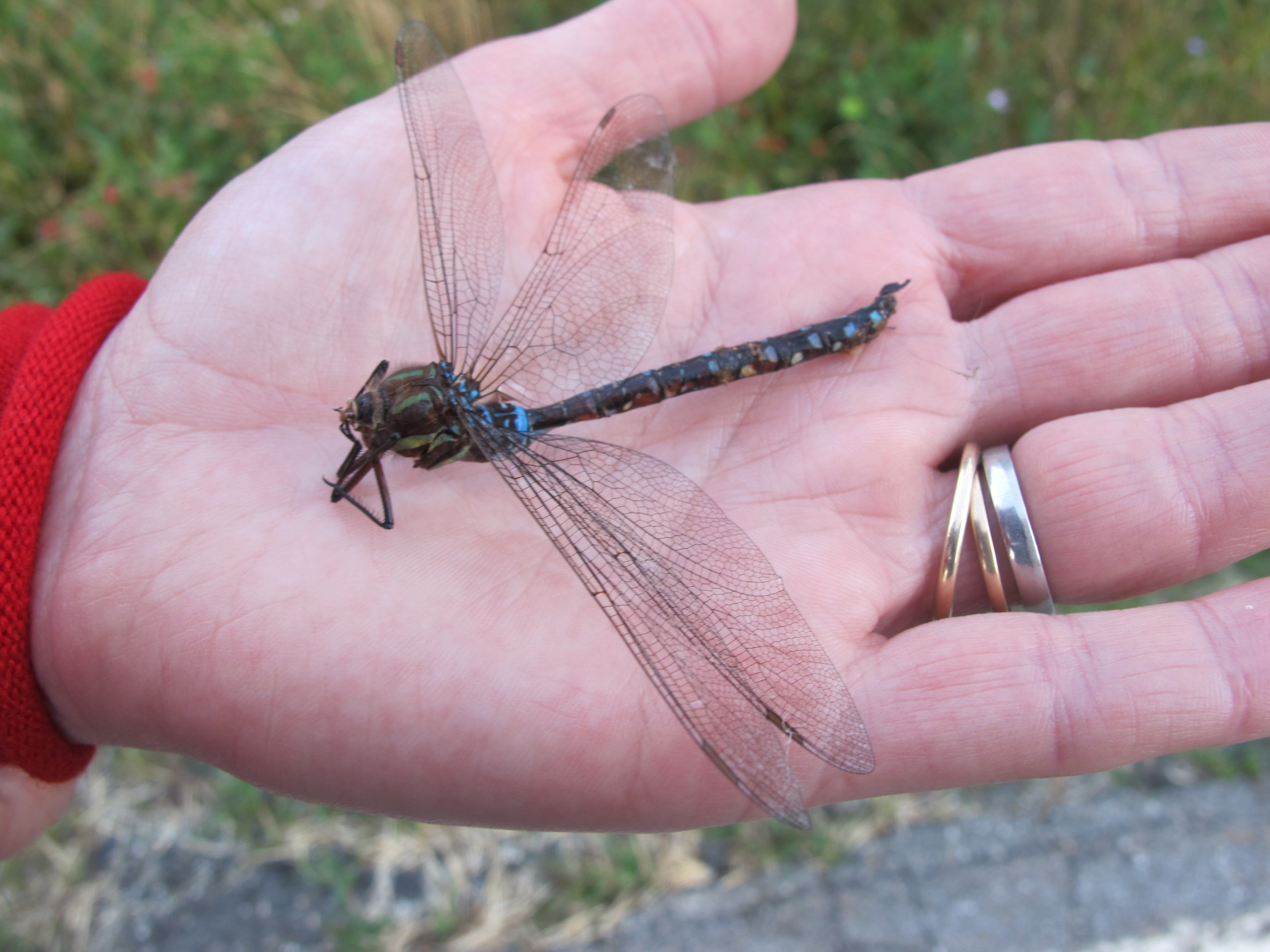 We found this beautiful dragonfly on the road. Don’t know what happened to it, but it had expired. Scientists have long studied dragonfly wings for insights into building strong, lightweight, aerodynamic structures.