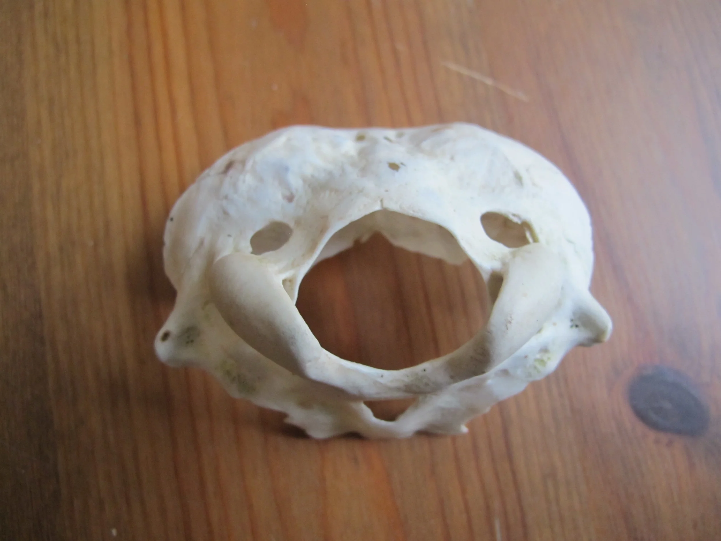 Cute animal face? No, a bone found on the shore near us by our friend Betsy. What is it? We’re trying to find out.