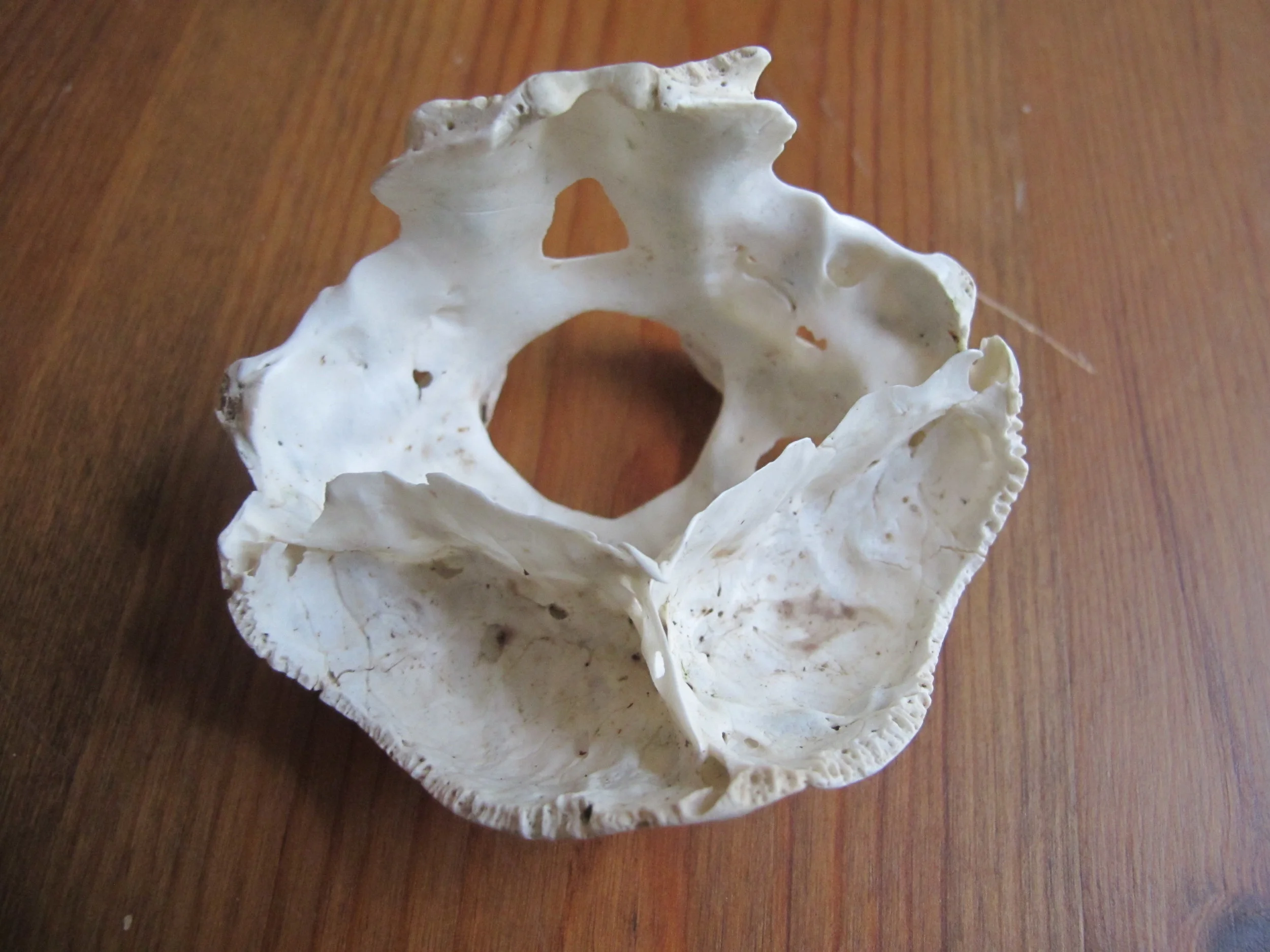 Here’s a bottom view of the same bone. Or maybe this is the top view.