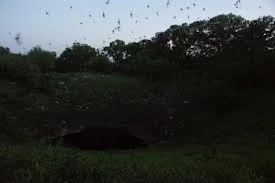 Bats leaving Bracken Cave in Texas.