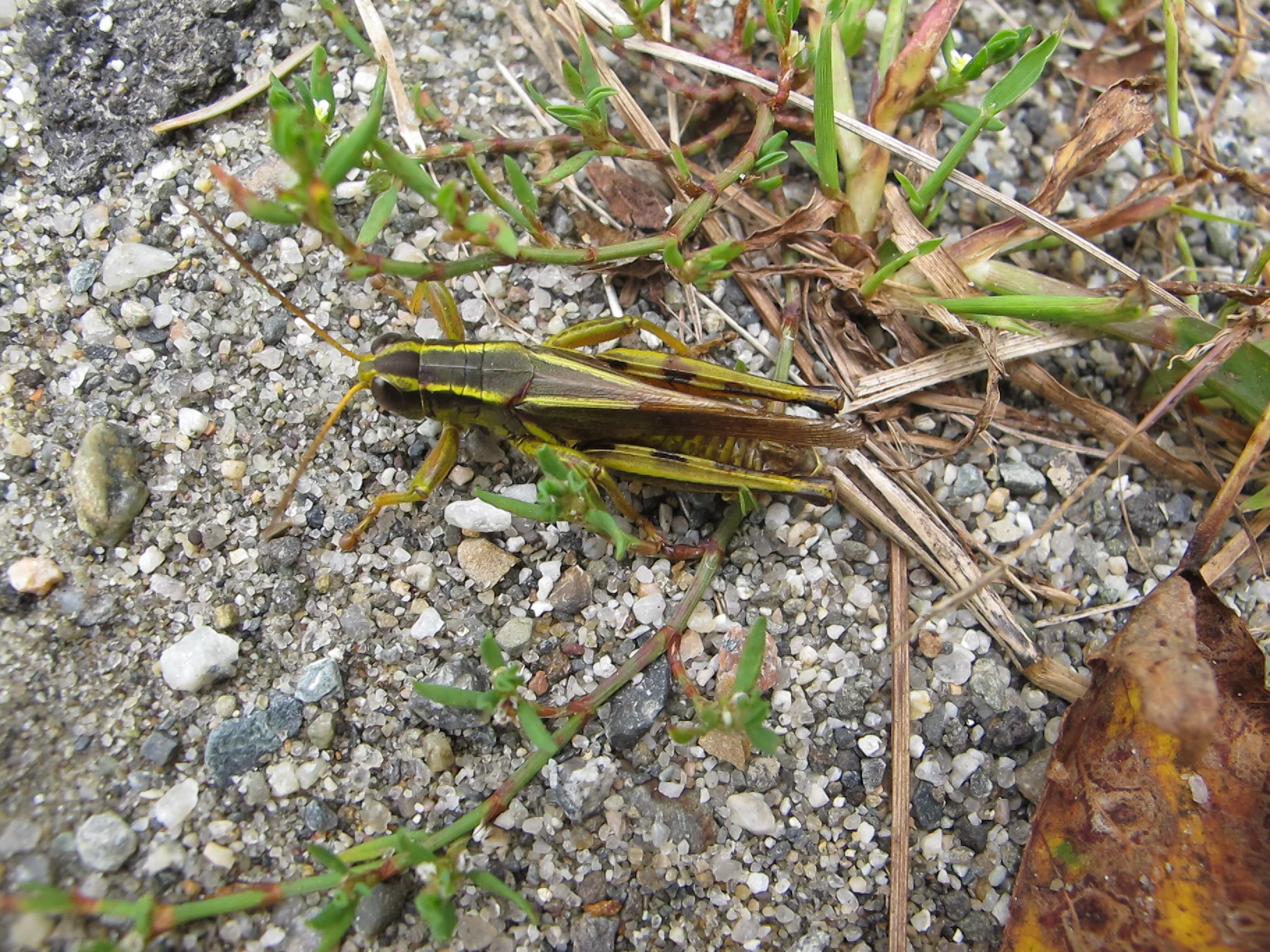 We saw this creature at the side of the road.