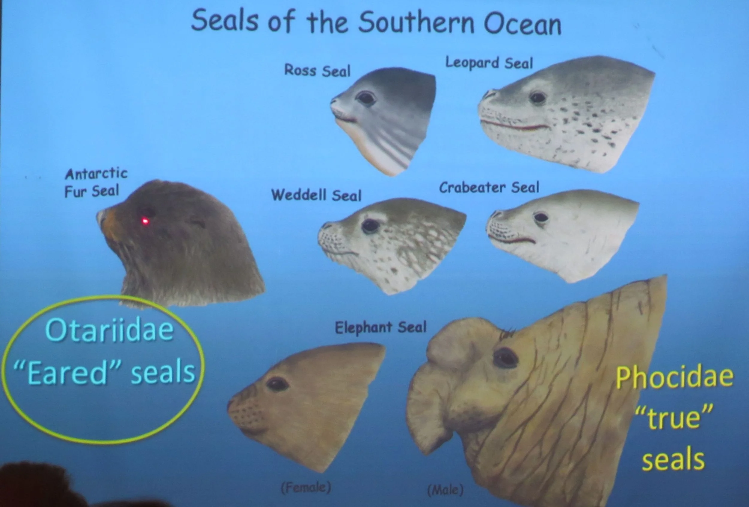 We would see all of these except the Ross seal, which lives closer to the South Pole.