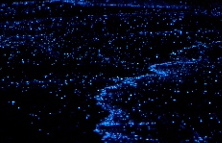 My camera wasn’t light-sensitive enough to take a usable photo of the glowing phytoplankton along our shore last night, but this shot gives you an idea of the show we witnessed every time we stepped into the water or on a patch of seaweed. It was like an aerial view of city lights.