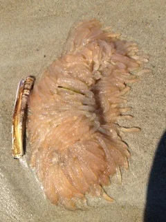What is this two-foot-long thing?