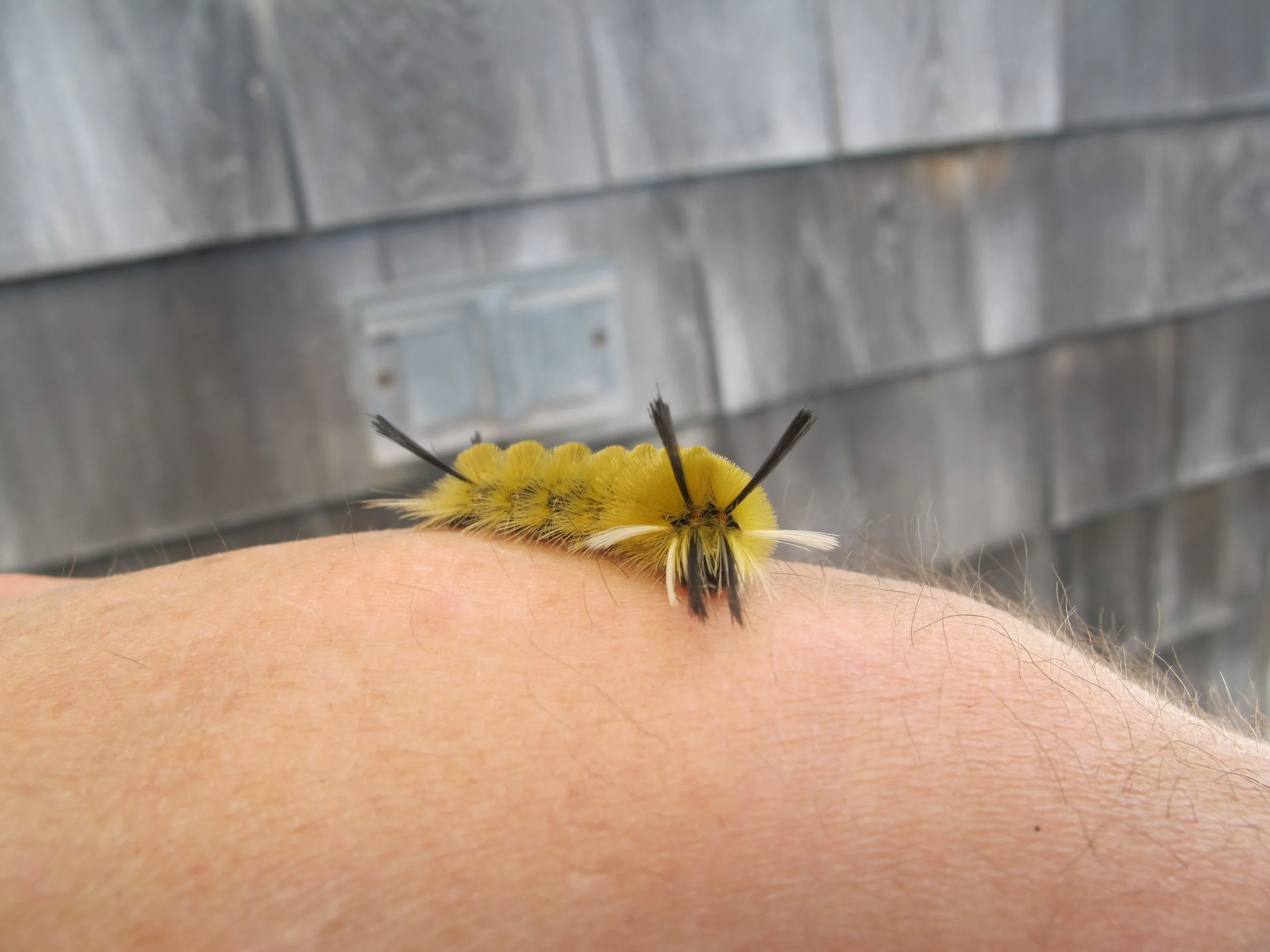As I’ve noted before, the Notebook deck attracts many insect specimens. In trying to figure out what type of caterpillar this is, I should have first asked myself why the caterpillar was on the deck. The answer was the large ash tree that grows up through the deck. This is a banded tussock moth caterpillar, which likes to feed on ash leaves.