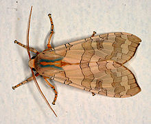 The caterpillar will metamorphose into this—a banded tussock moth, sometimes called a pale tiger moth.