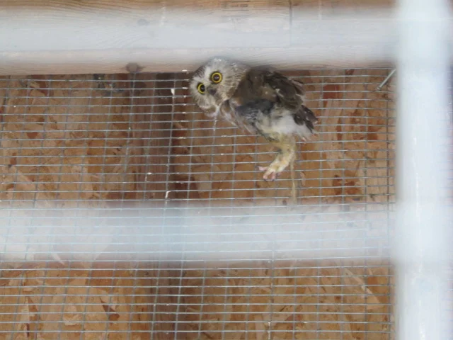 I meant to put in this in an earlier post, but here’s a shot of a Northern saw-whet owl that’s being rehabbed at the Birdsacre sanctuary in Ellsworth. He’s only eight inches tall. Birdsacre is a wonderful oasis of nature in an area that has been rapidly getting paved over.