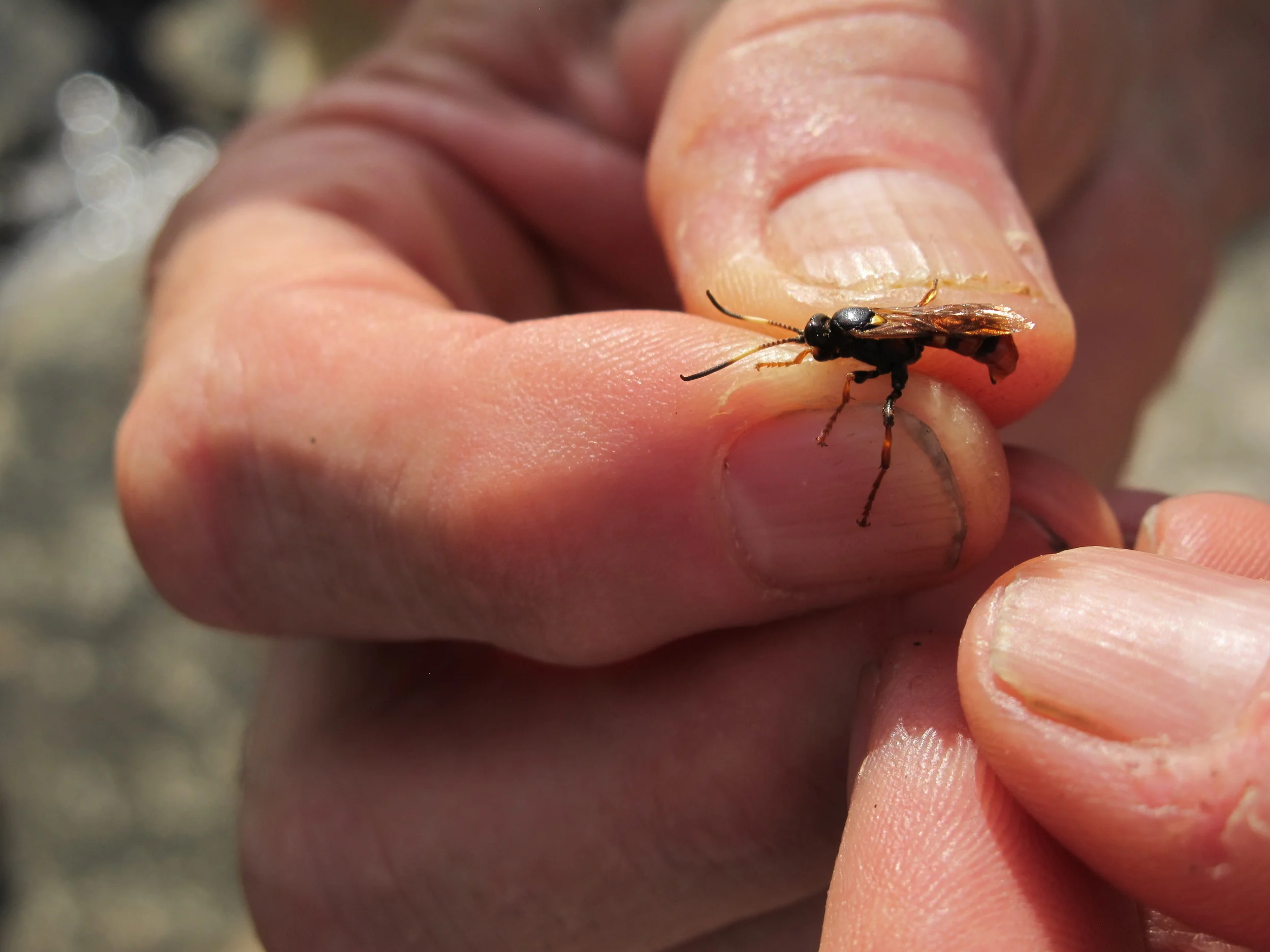 Here’s a closer look at the ichneumon, of which there are thousands of types. They are parasitic wasps that lay their eggs inside other insects.