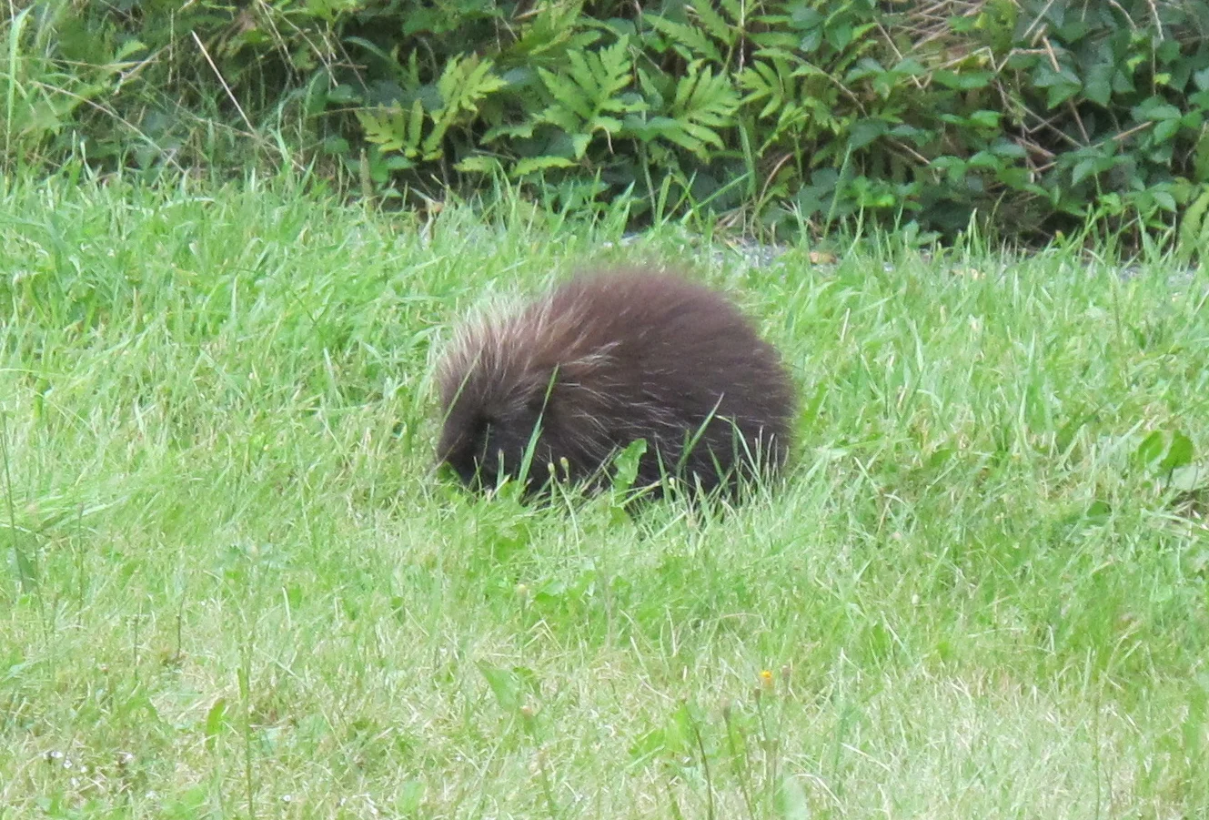 This porcupine was hanging around outside the SERC auditorium.