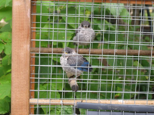 Before our Schoodic hike, we stopped at the Birdsacre sanctuary in Ellsworth, where these two abandoned baby bluebirds were among the avian creatures being cared for.
