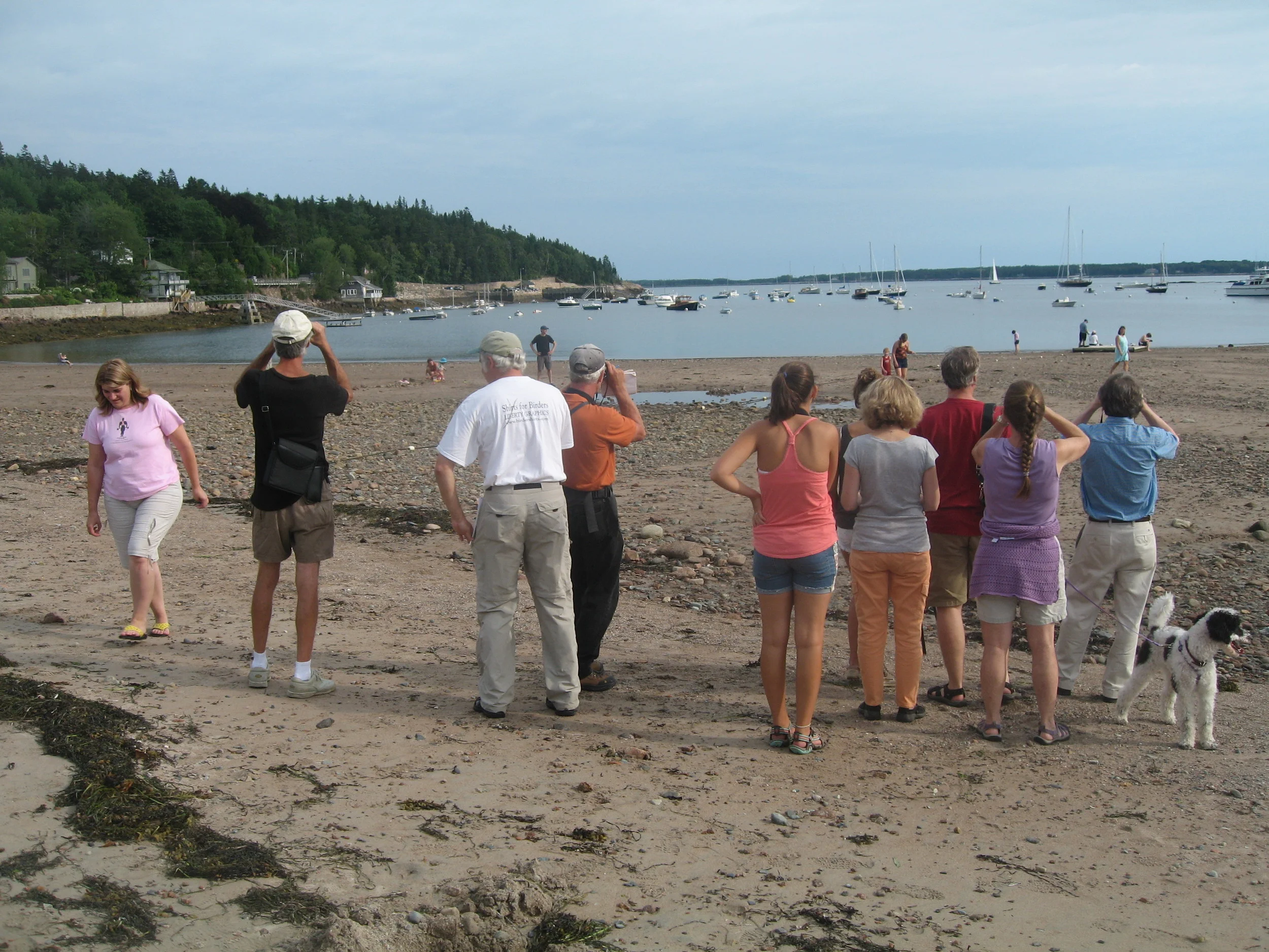 Here’s a portion of the group that took part in a Notebook bird walk and talk, led by ornithologist Jeff Wells, senior scientist for the International Boreal Conservation Campaign and author of the new book Maine’s Favorite Birds. We’re looking at large seabirds called Northern gannets flying over Seal Harbor. In a short walk through woods, park and shoreline within a quarter-mile of the Notebook, we saw and/or heard these species: goldfinch, chickadee, crow, mourning dove, herring gull, dark-eyed junco, black-and-white warbler, black-throated green warbler, redstart, Northern gannet, laughing gull, cedar waxwing, catbird, blue jay, great black-backed gull, double-crested cormorant and song sparrow. And we weren’t even looking during the prime birding hours.