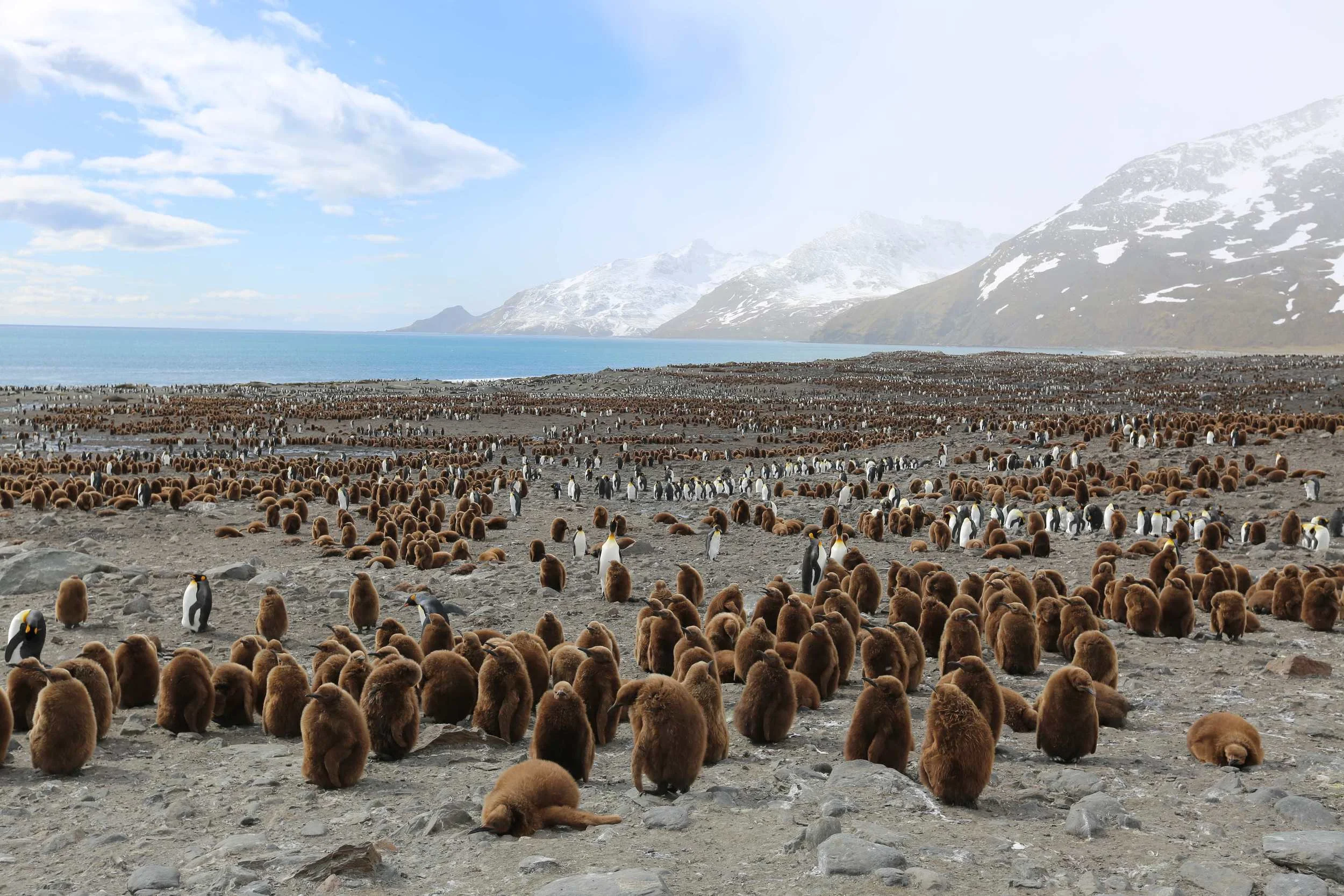 The expanse of adult penguins and chicks at St. Andrews Bay on South Georgia Island was hard to fully absorb. It spread in every direction. (Please note that you can click on each photo in this blog and see it much larger.)