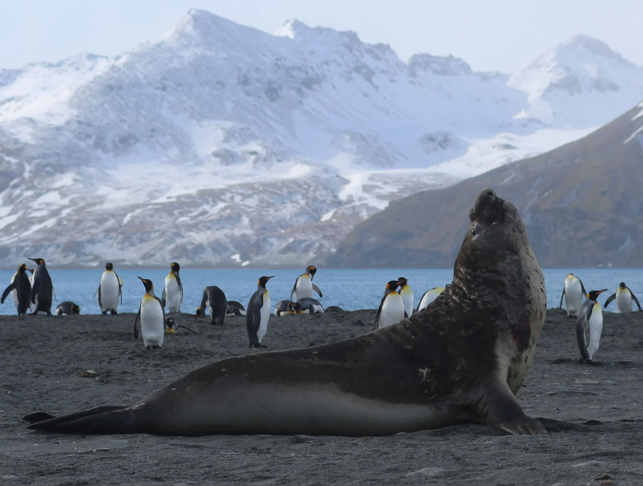 ...though the undisputed bosses of the beach were the roaring "beachmaster" male elephant seals. Each weighed between 5,000 and 9,000 pounds—southern elephant seal bulls are easily the heaviest carnivorous mammals on the planet—and ruled a "harem" of up to 100 far smaller females, which weighed one-fifth as much. The beachmasters fiercely defended their turf against other males who tried to sneak in and mate with harem members. Check out all the fight scars on this guy's neck and chest.