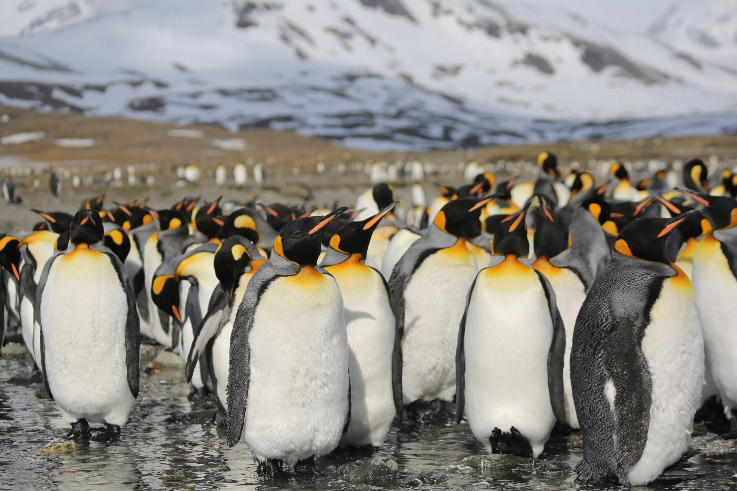 As their name suggests, king penguins are among the most regal-looking of the world's 18 penguin species. At three feet tall and about 40 pounds, they are second in size only to four-foot-tall, up-to-100-pound emperor penguins, which live on the Antarctic continent (and were the subject of March of the Penguins ).