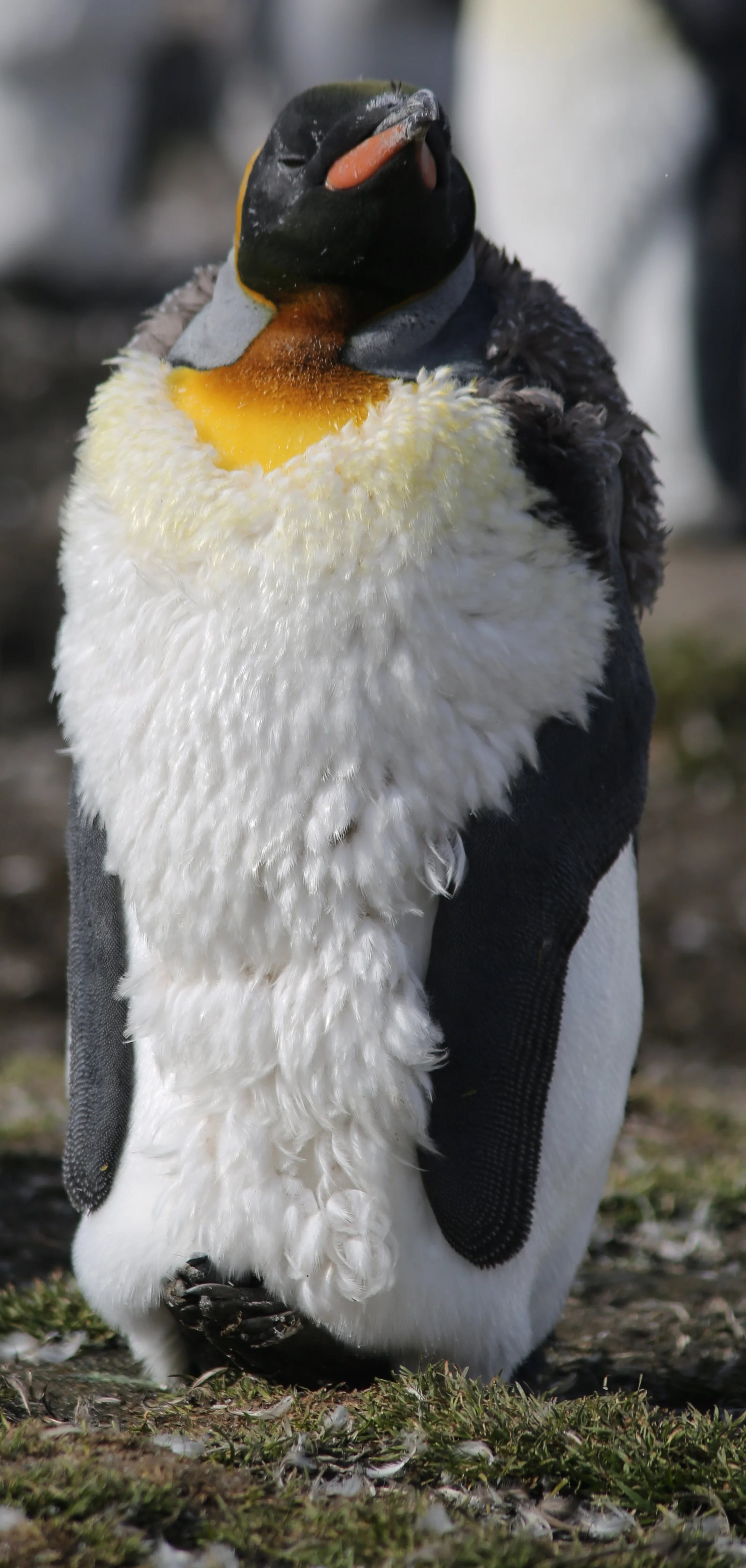Many of the adult king penguins were already molting. With their feathers falling out they, like the chicks, weren't waterproof and couldn't go into the ocean to feed. Instead they remained on shore, staying as still as possible to avoid wasting energy. Note the angled-up feet: King penguins (like the emperors in March of the Penguins ) cradle their egg atop their feet to keep it warm and dry. They frequently stand in this tilted-back posture even without an egg, as was the case here.