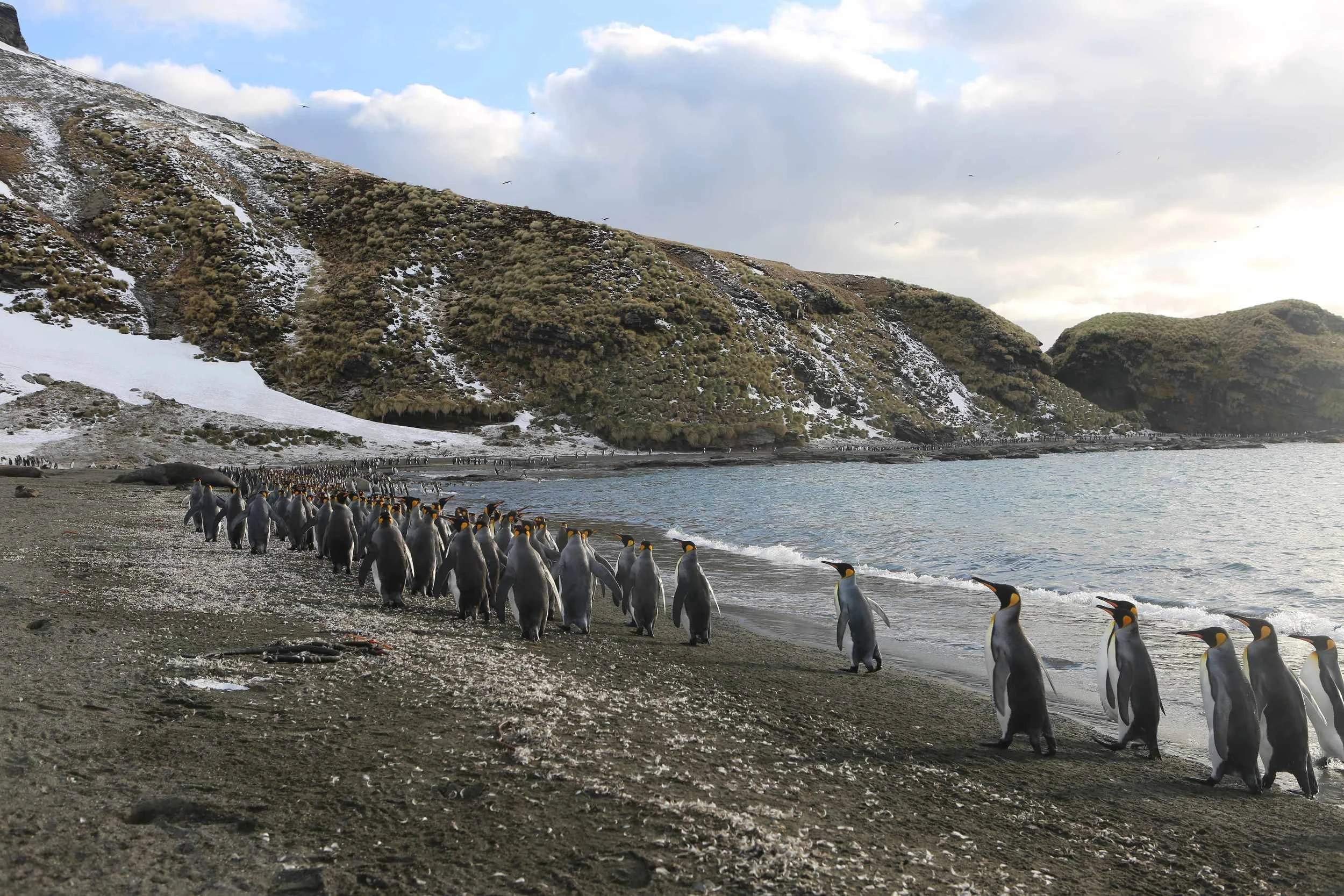 March of the Penguins? This wasn't the same species as in that wonderful documentary, but the king penguins were marching everywhere we looked on the two-mile curve of beach.