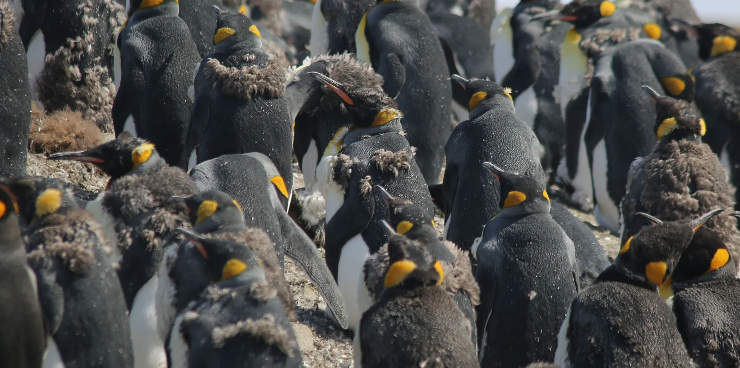 The molting process wasn't always pretty.
