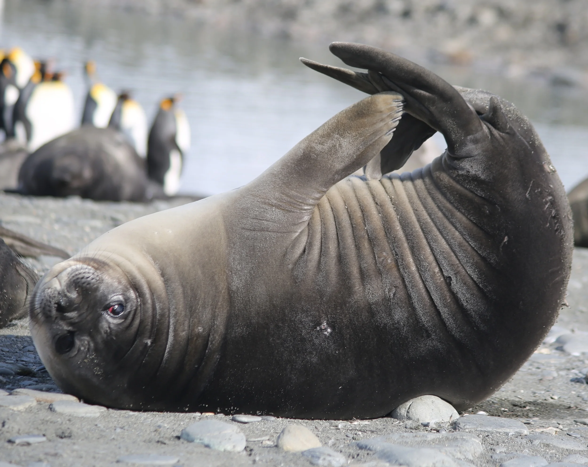 By contrast, the weaned seal pups—called weaners—were playful...