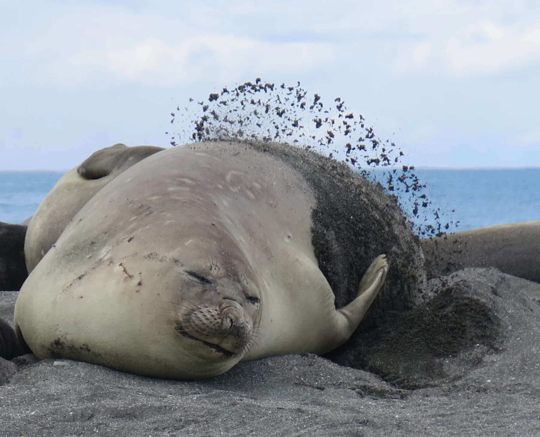 Nearly all of the seals seemed content to lounge around in the 30-degree sunshine.