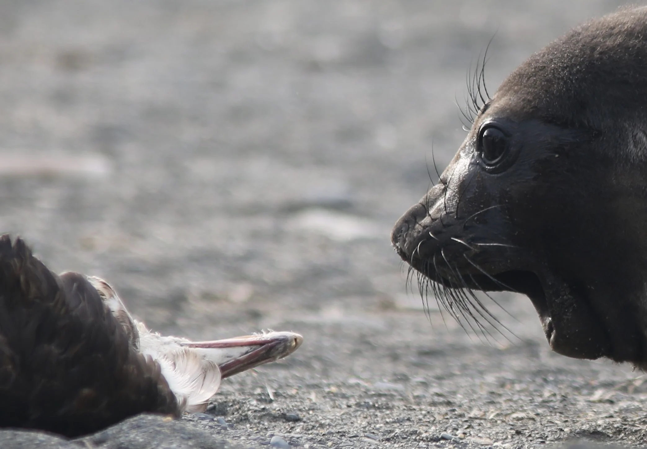 This curious elephant seal pup stared, sniffed and grunted at a dead giant petrel for several minutes..