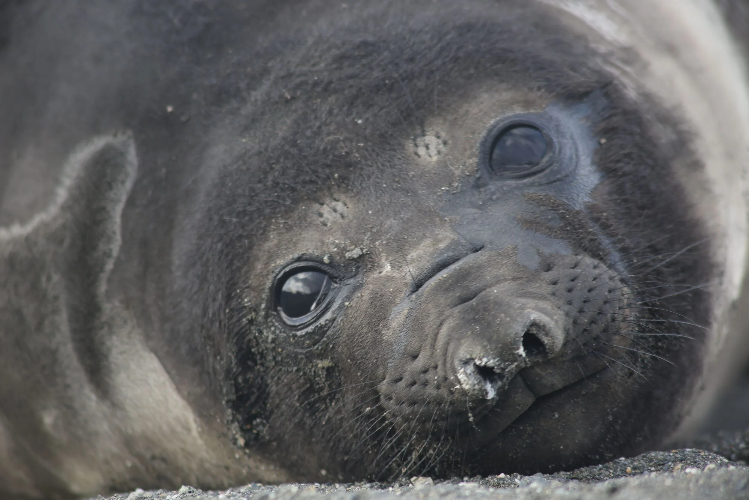 This elephant seal pup wiggled his way more than 20 feet to get within an arm's length of Pamelia as she sat on the ground. The two stared into each other's eyes for several minutes—a pair of mammal cousins from different species and parts of the planet connecting in a way Pamelia will never forget. I should note that at this time in the pups' lives, their mothers have left them to fend for themselves. The pups haven't realized yet that their mothers aren't returning, and seem to crave companionship.