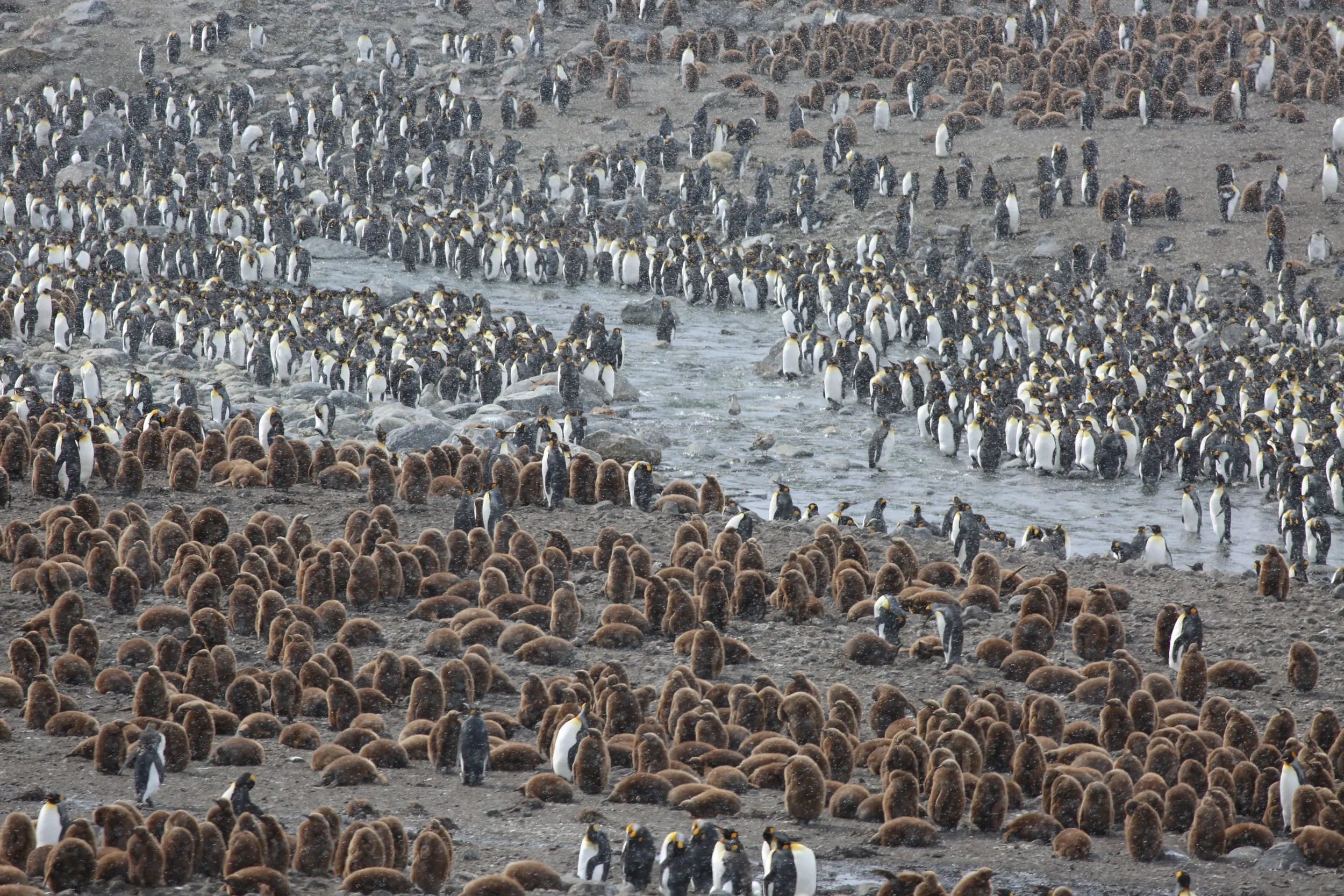  Many thousands of them gathered along, and swam in, a runoff stream from the retreating glacier. Yes, that's snow falling. Squalls moved in, typical of the constantly changing weather in this part of the world.