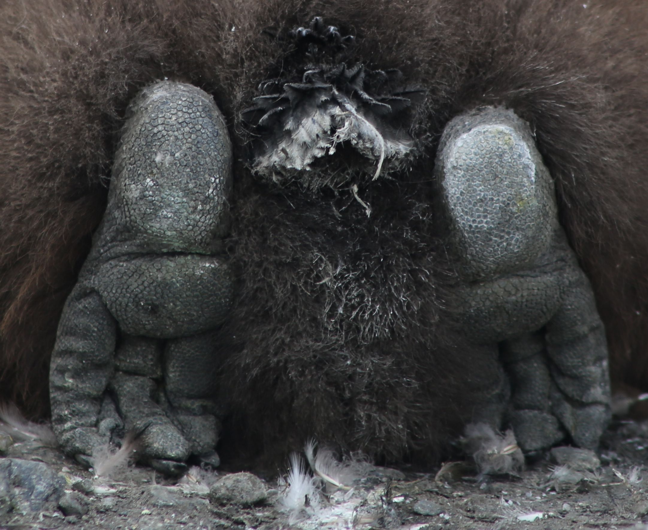 A resting chick showed us the underside of its leathery, ground-gripping feet, which didn't look so different from our winter gloves. 