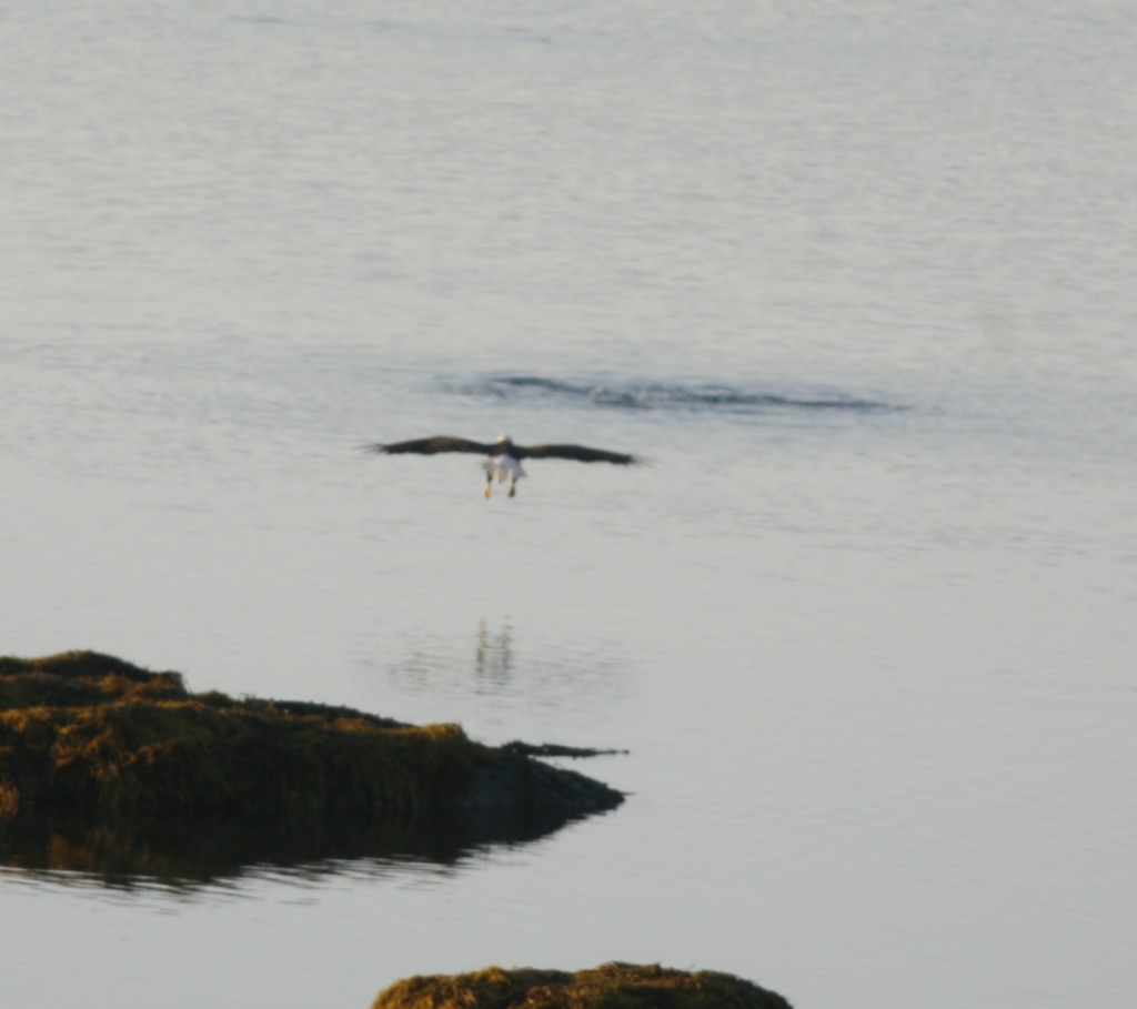 Flashback: The morning we left Maine, we awoke to see a bald eagle in front of the house making trip after trip to snatch mackerel from the water with his talons. The fish were leaping out of the water and causing the circle of turbulence you see above.