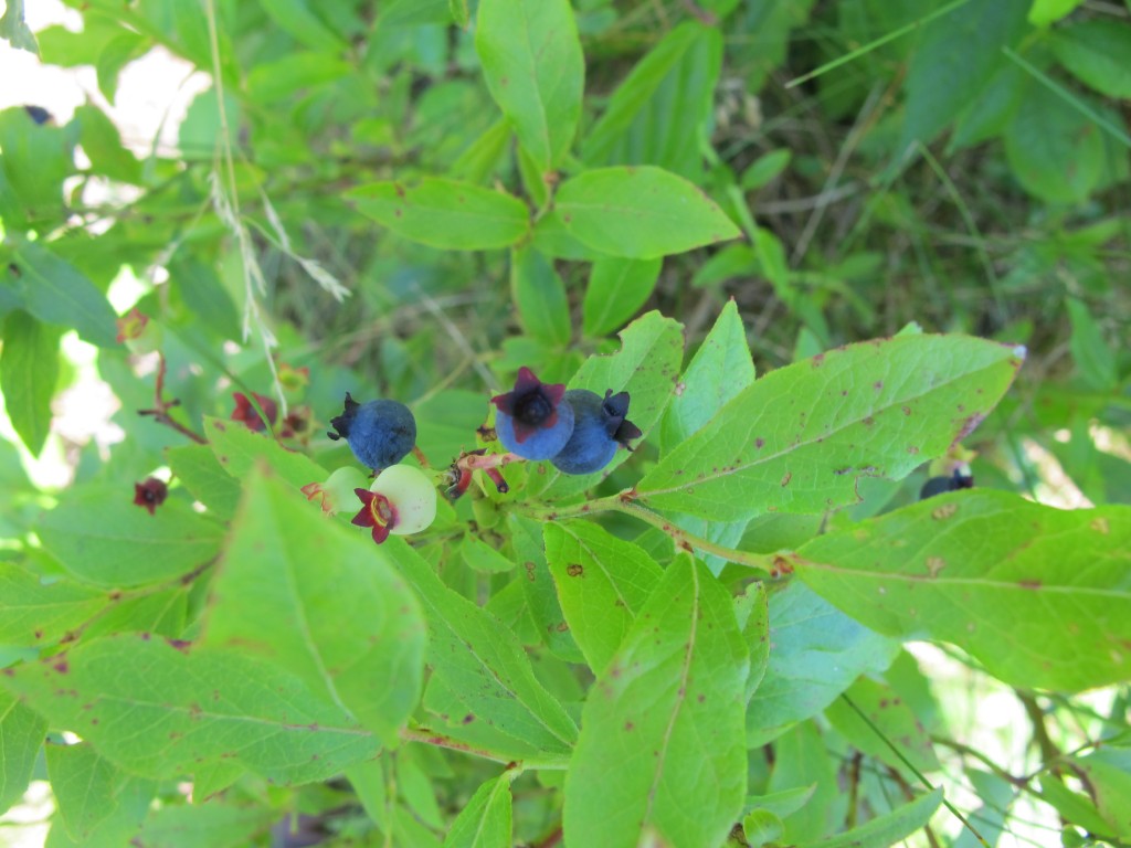 Had to leave Maine just as the blueberries were getting ripe.