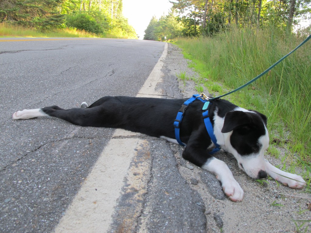 Bushed? I have to admit, the Olympic work-a-thon has worn me down a bit, but not as much as today’s walk seemed to bush Bashi, the puppy who’s living with us (but is Eli and Virginia’s). Being only a few months old, of course, Bashi bounced back in a matter of minutes. She’s become Notebook regular, so come by and visit her too.