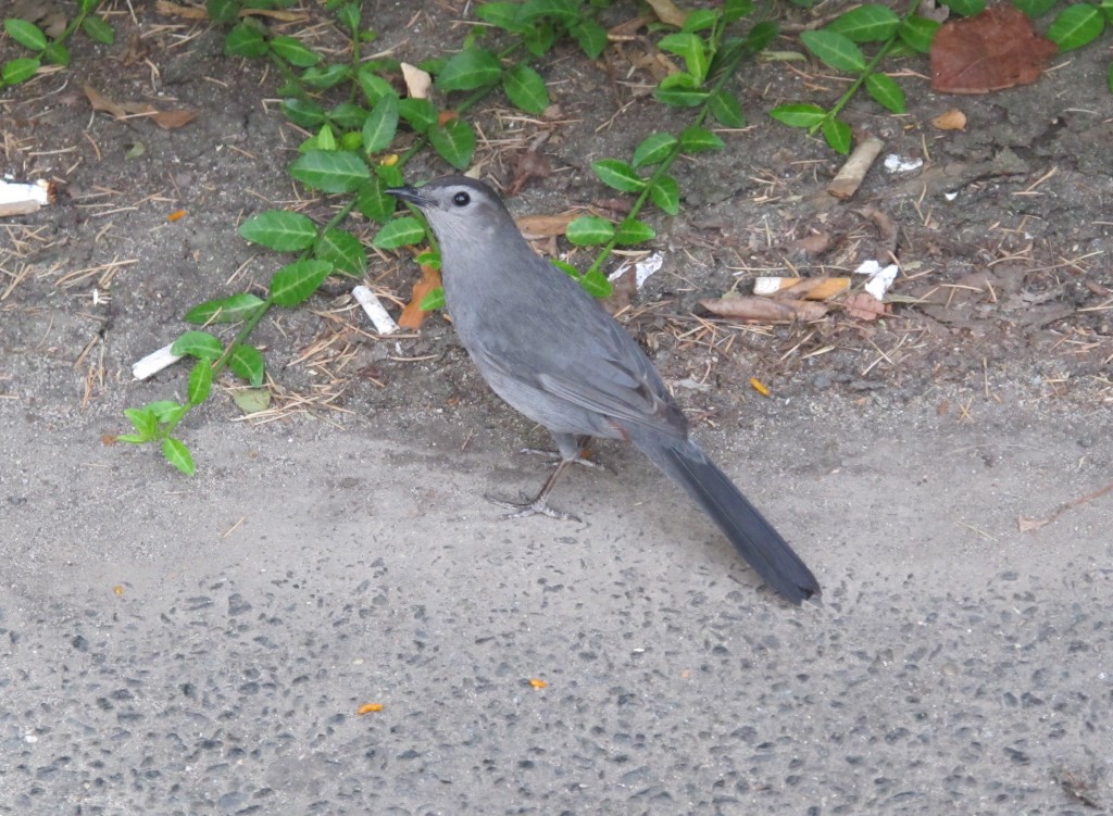 A gray catbird was hopping around under a few park benches. I didn’t get to hear any of its vocalizations and I couldn’t see the rusty patch under its tail, but it was fun to watch it mingling with similarly scavenging sparrows..