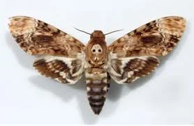 Note the skull image right behind the head.