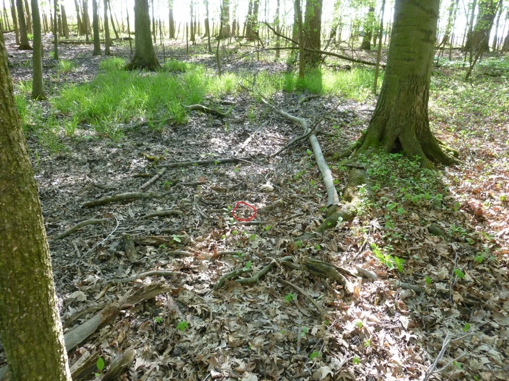 The Peanut Butter Jar and the Skunk — The Naturalist's Notebook