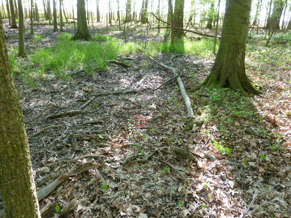 Can you spot the baby woodcock in the leaves? As Pat says, it’s harder than Where’s Waldo?