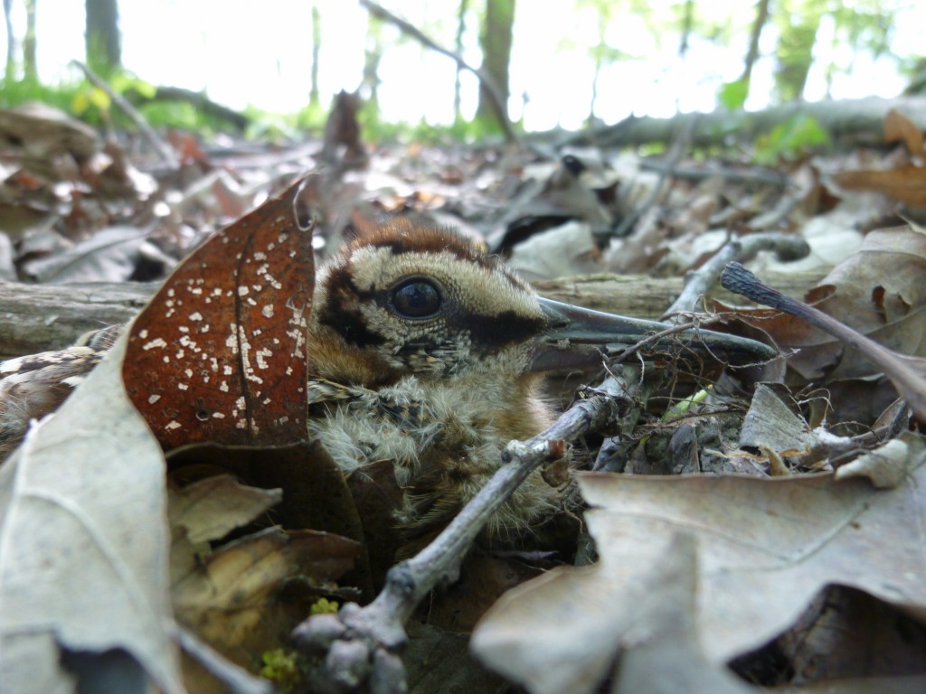 Here’s a shot Pat took when he found the young woodcock.
