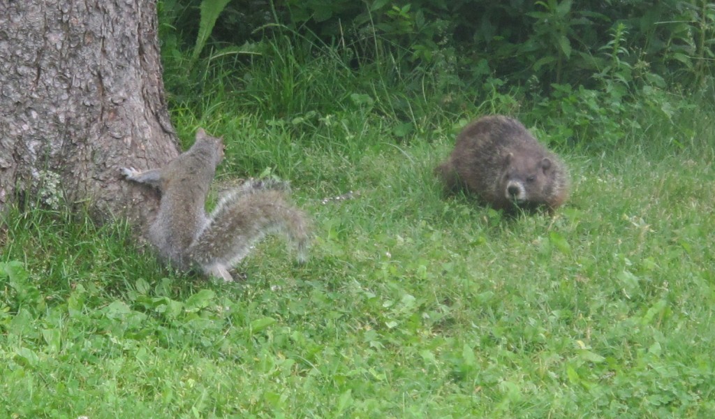 We witnessed a birdseed showdown between an unhappy squirrel and a somewhat belligerent woodchuck. The squirrel had reinforcements—two of its kind showed up to help pester the woodchuck—but the big guy (or girl) wouldn’t budge from under the feeder.
