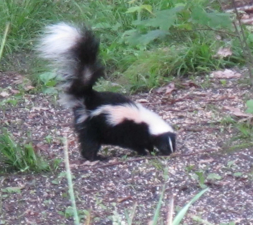 When this seed-gobbler showed up, Pamelia I asked each other, How close can you safely get to a skunk? We snuck up with our camera but stayed at least 40 feet away. I’ve since read that skunks can spray about three meters, or roughly 10 feet…depending on the wind. I also learned that skunks are no longer considered part of the weasel family but instead have their own family, made up only of skunks and animals called stink badgers. Wouldn’t the latter be a great name for an intramural flag-football team at the University of Wisconsin?