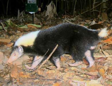 O.K., you knew I had to show you a stink badger, right? These animals live only in Indonesia, Malaysia and the Philippines and they produce a foul emission from their anal glands. DNA evidence shows that they and the skunks we know went their separate evolutionary ways from a common ancestor about 20 million years ago.